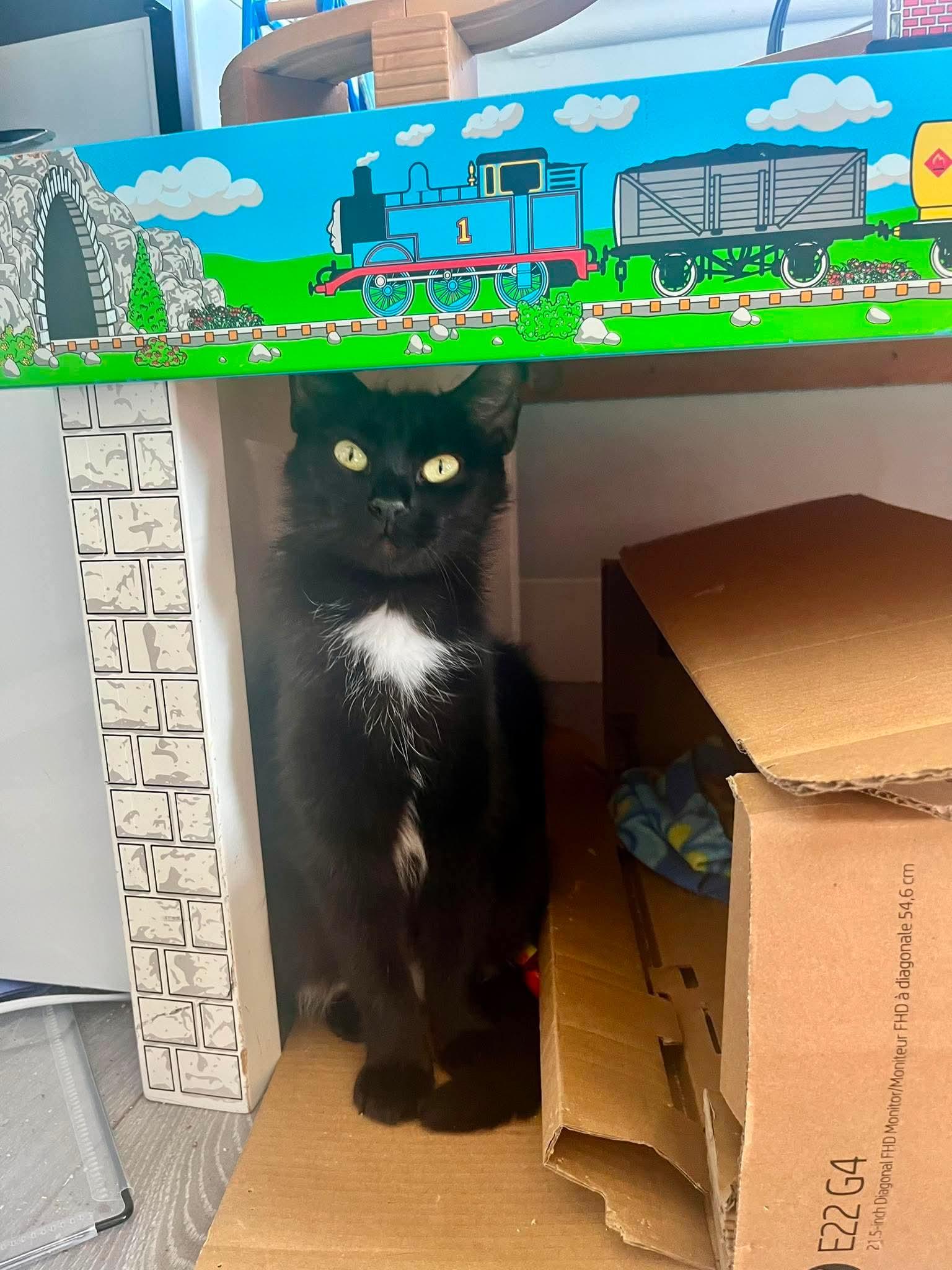 IVY 2 (bonded with BEAU), a Adoptable Domestic Short Hair in Tillsonburg, ON image 1/6