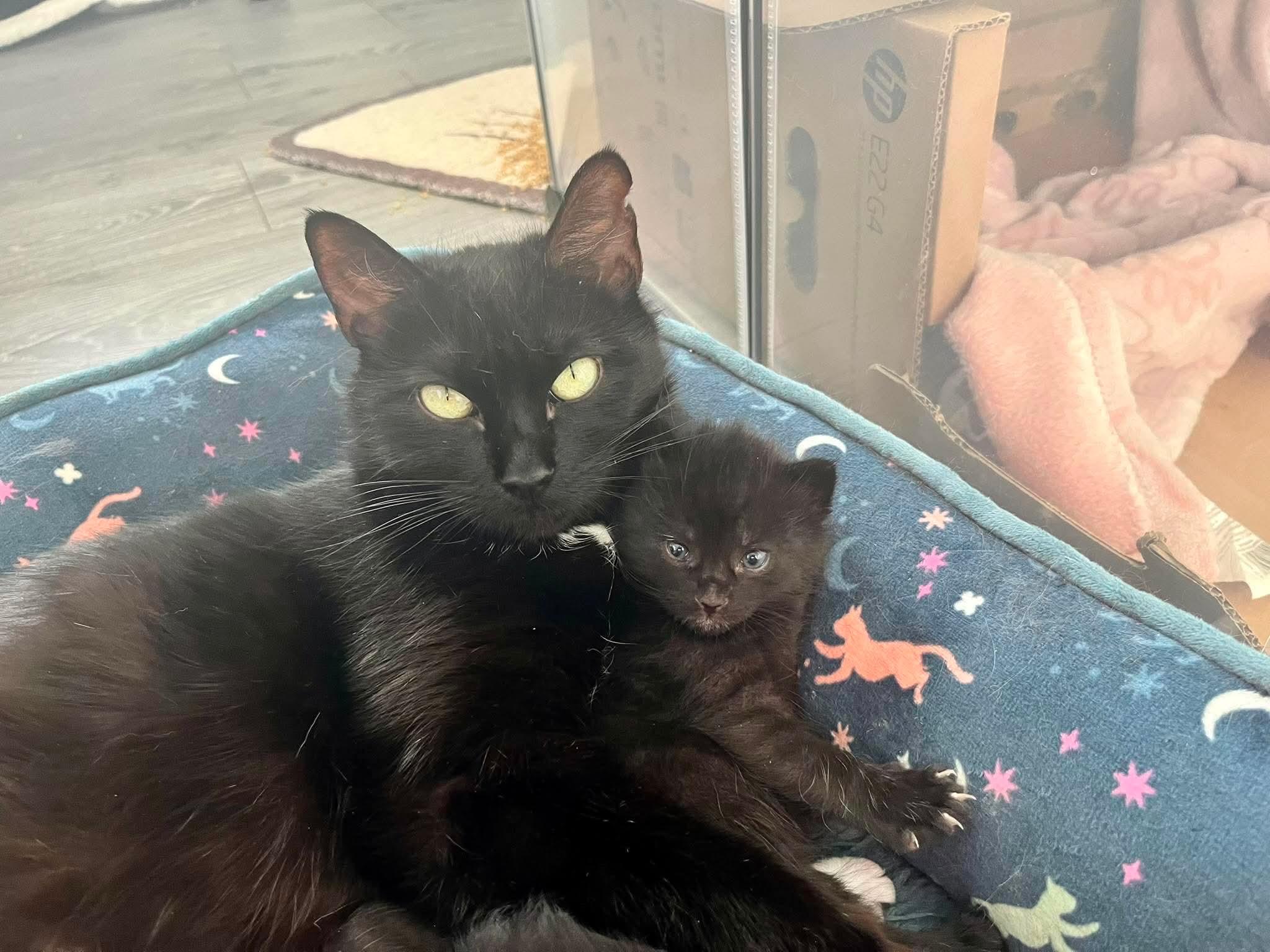 IVY 2 (bonded with BEAU), a Adoptable Domestic Short Hair in Tillsonburg, ON image 2/6