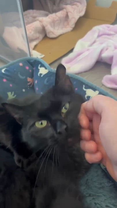 Enlarge IVY 2 (bonded with BEAU), a Adoptable Domestic Short Hair in Tillsonburg, ON video 6/6
