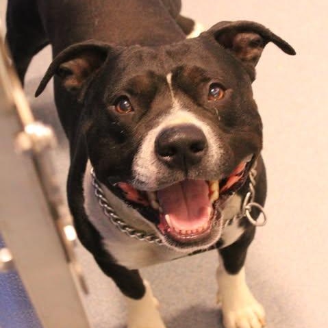 26-00501 RUFUS , ADOPTABLE, Adult Male Pit Bull Terrier.