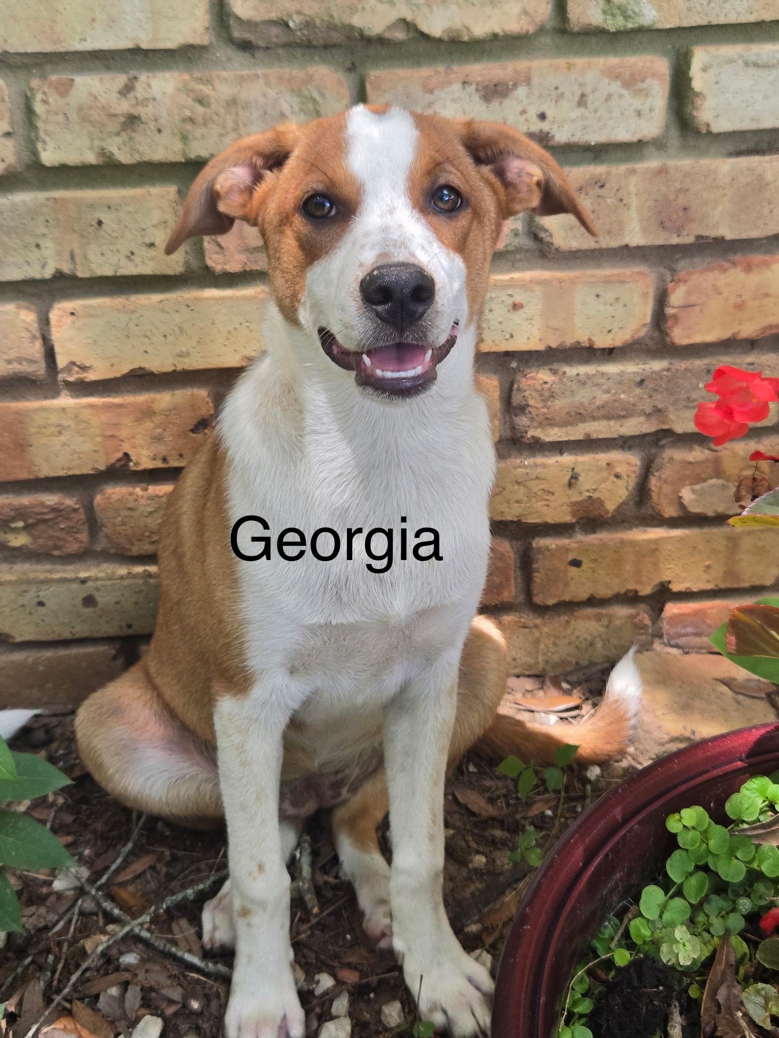Georgia, Adoptable, Young Female Mixed Breed.