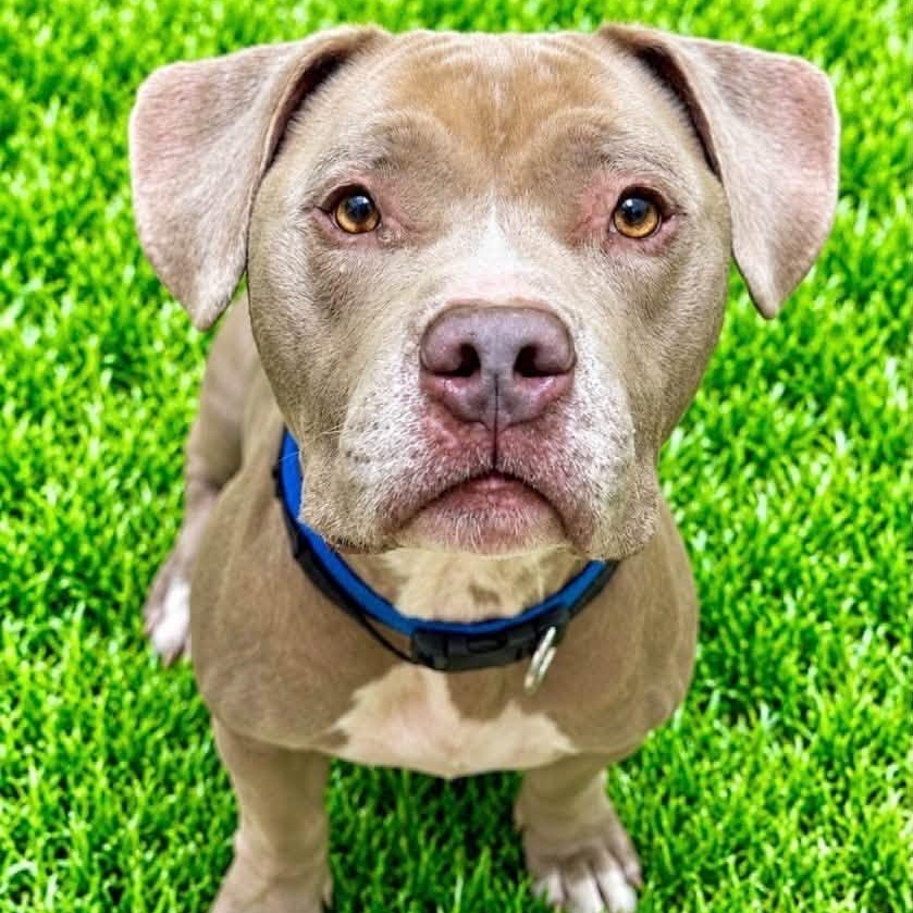 Enlarge Major, a Adoptable mixed breed in Battle Creek, MI image 1/1