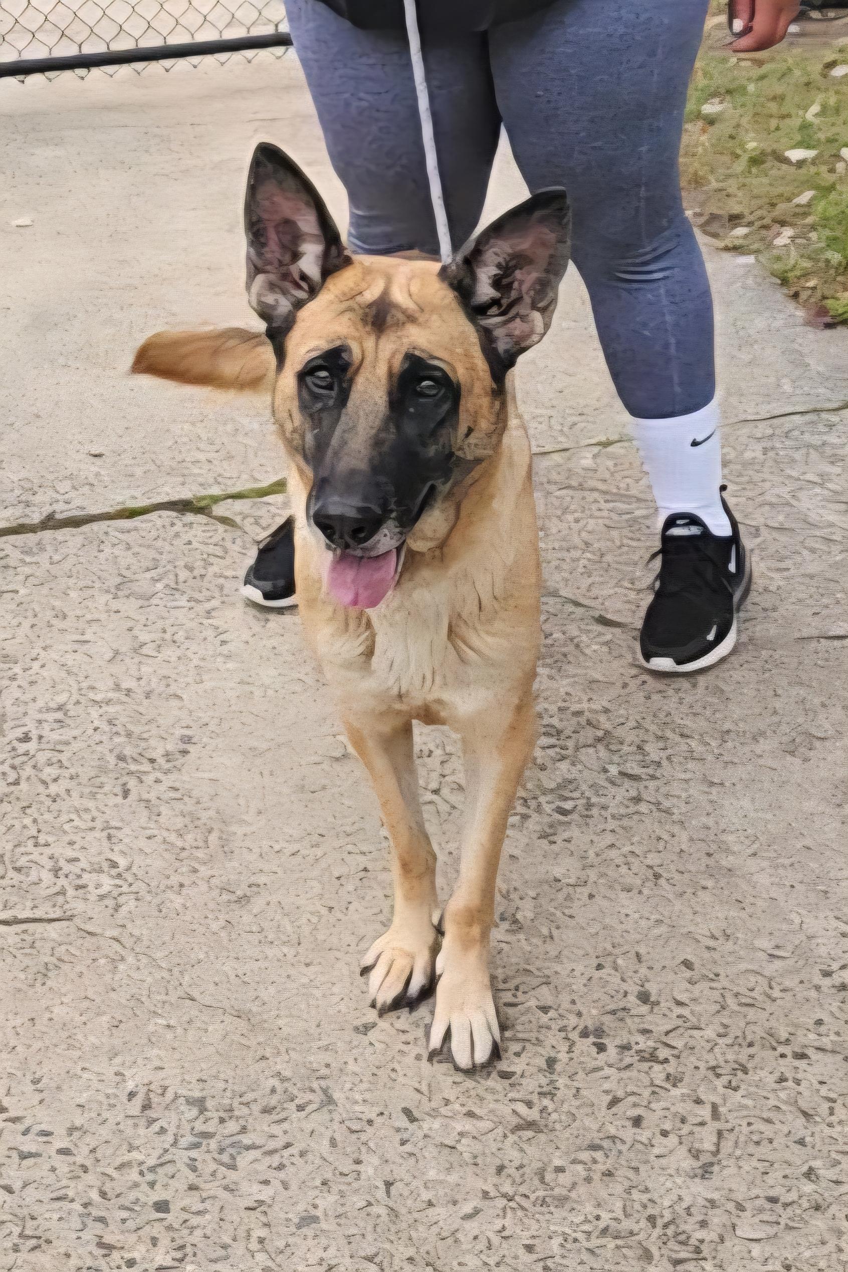 Flora, a Adoptable German Shepherd Dog in Perth Amboy, NJ image 1/3