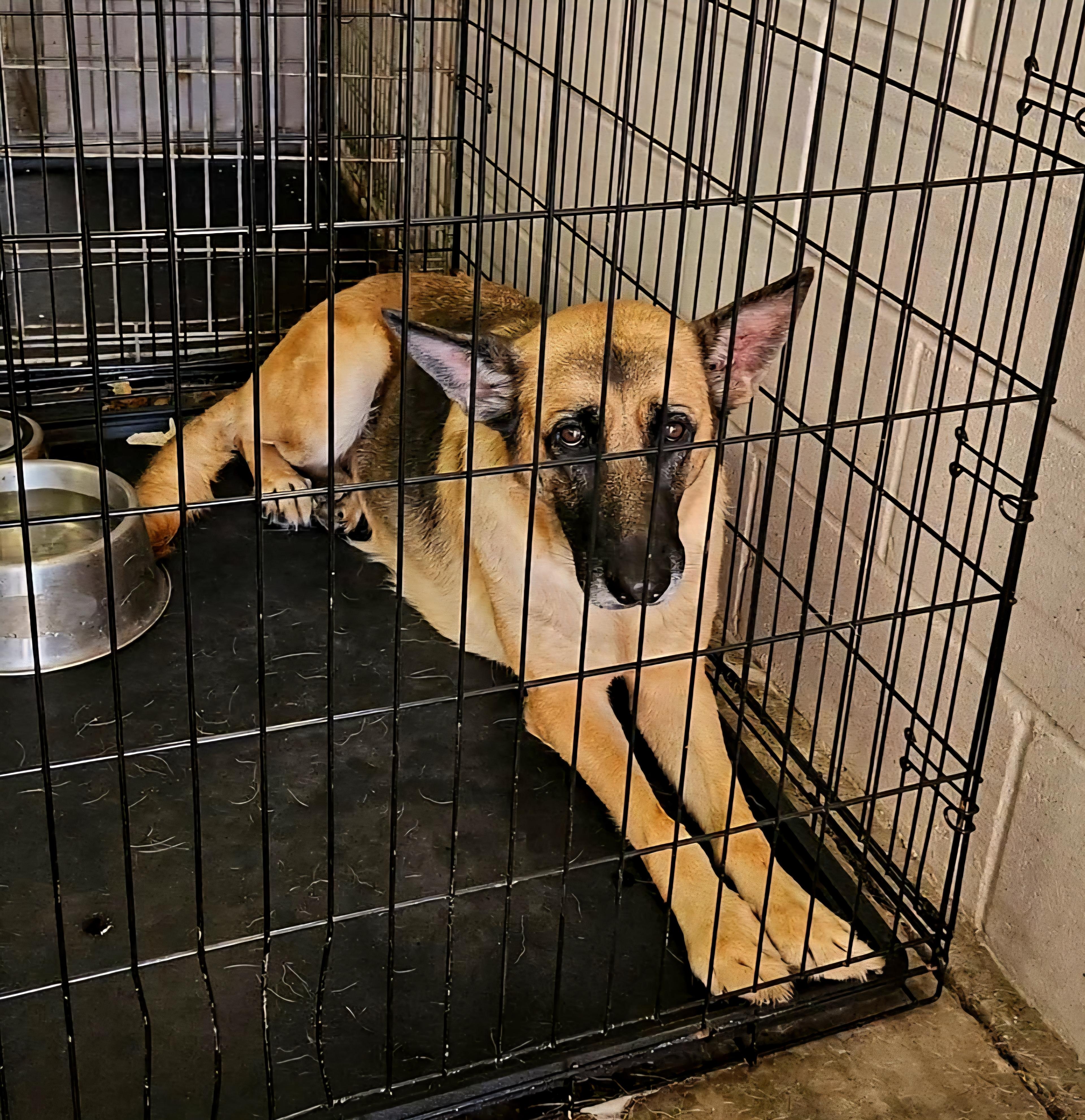 Flora, a Adoptable German Shepherd Dog in Perth Amboy, NJ image 3/3