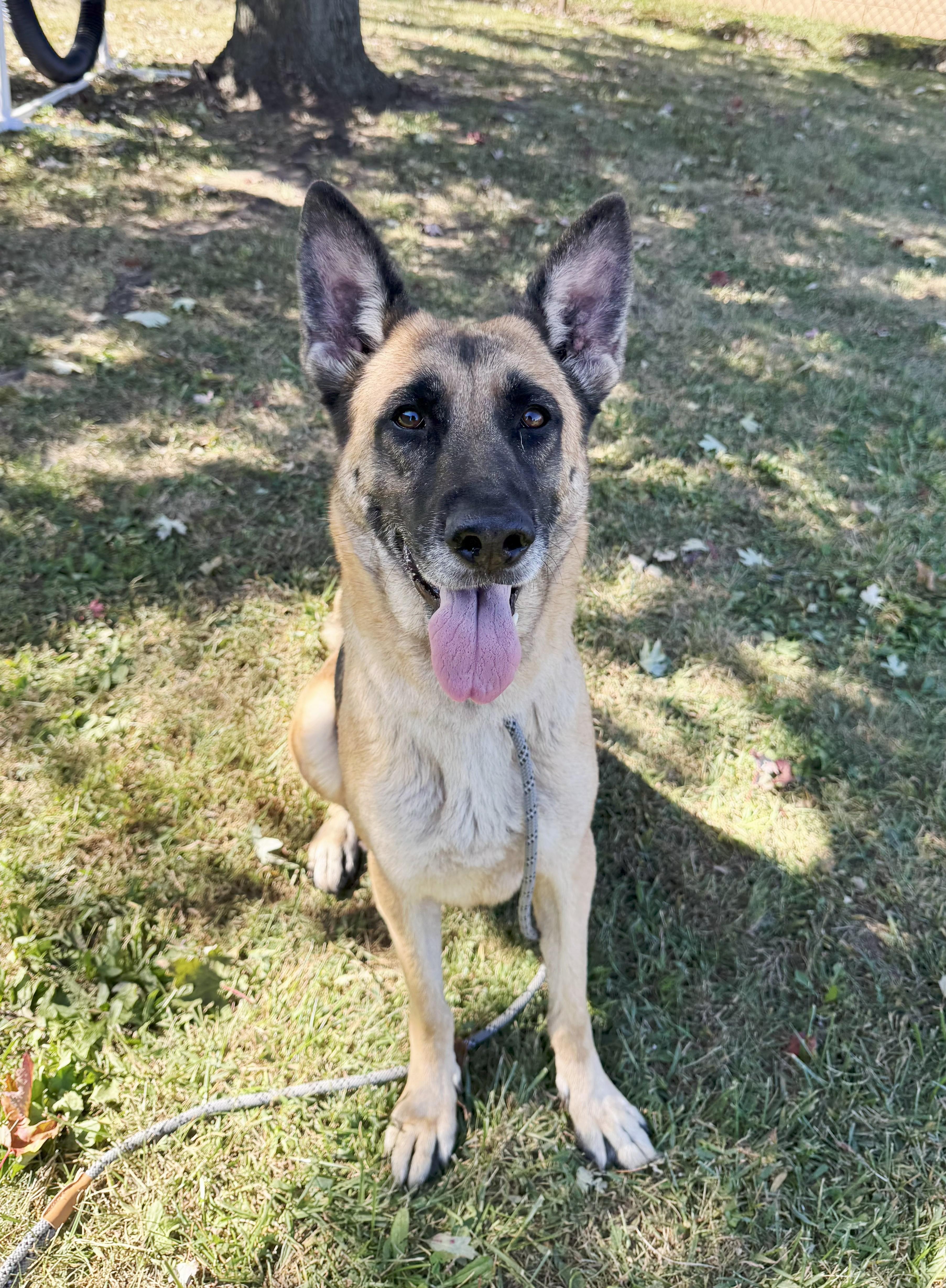 Flora, a Adoptable German Shepherd Dog in Perth Amboy, NJ image 2/3