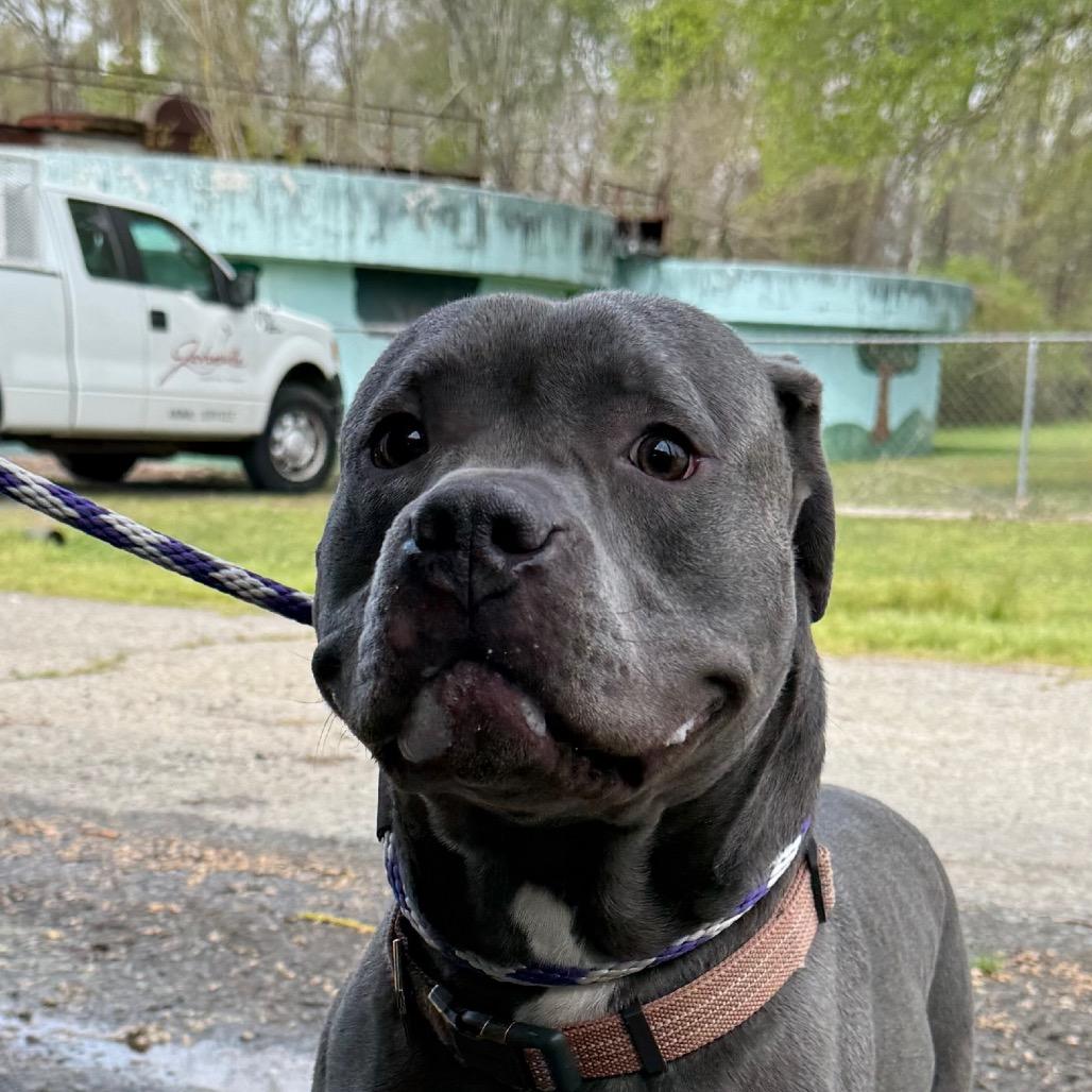 Ozzie, Adoptable, Young Male American Bulldog & Pit Bull Terrier.