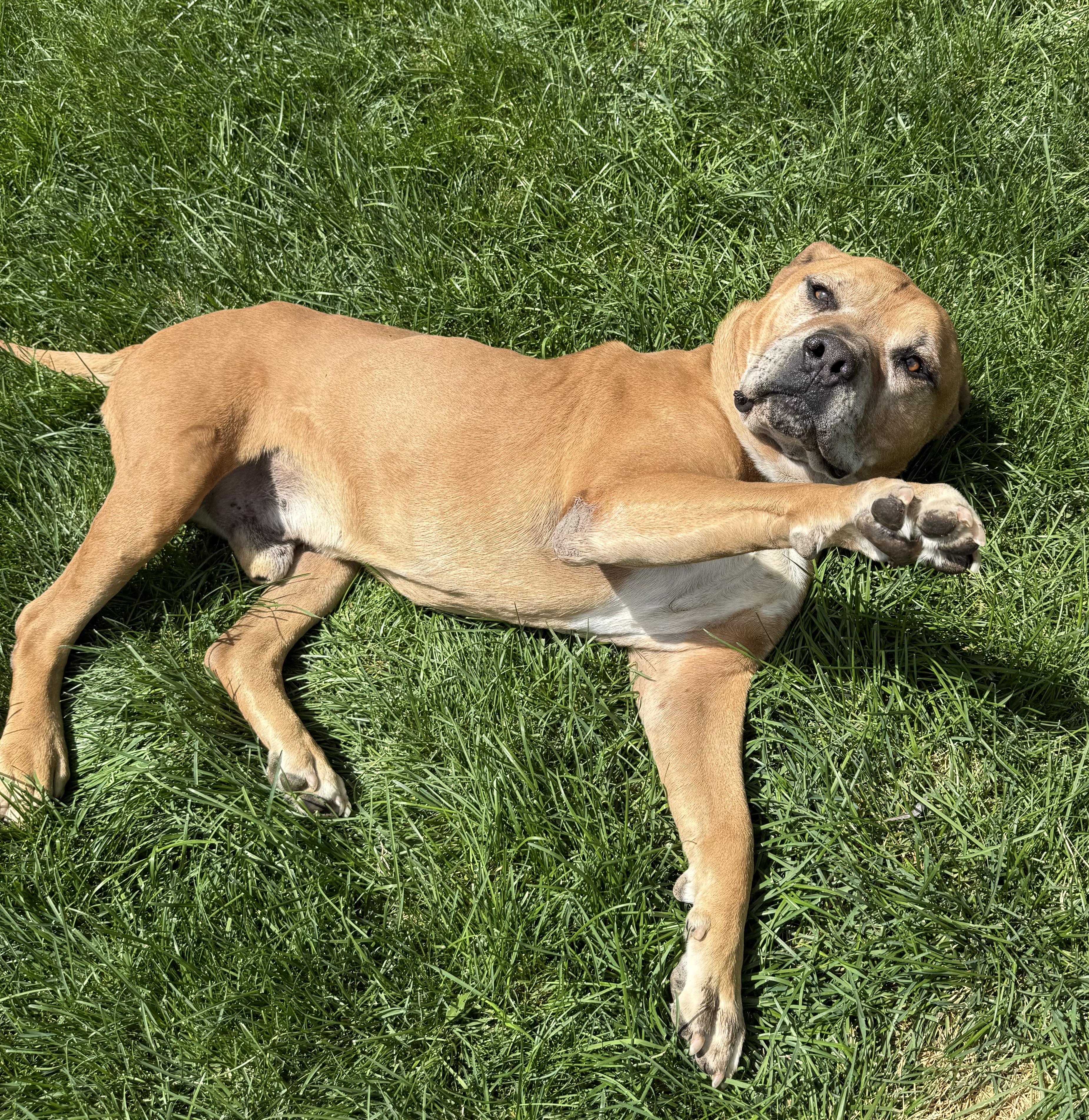 Chunk, Adoptable, Senior Male Mastiff.