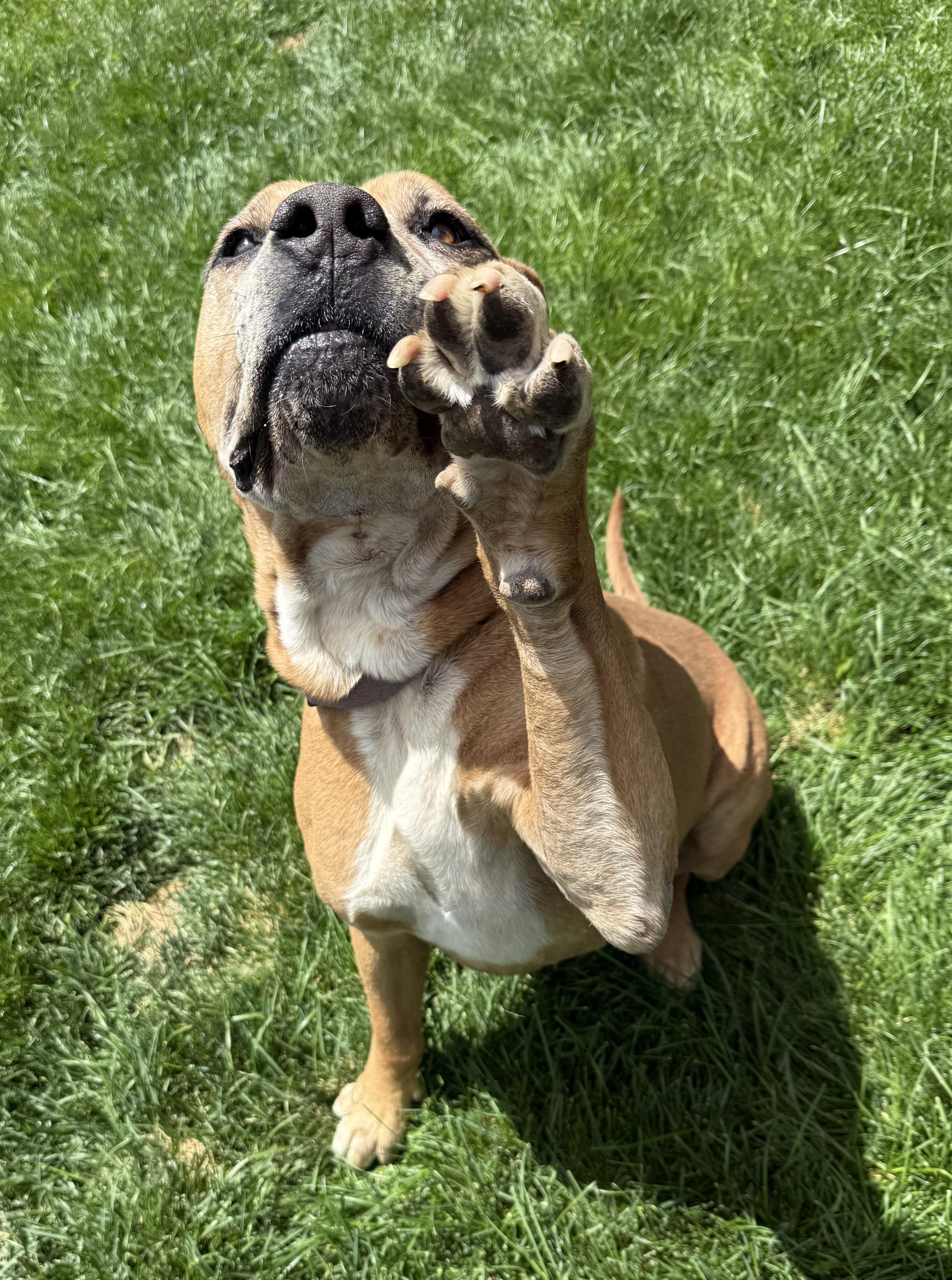 Chunk, an adoptable Mastiff in Redmond, OR, 97756 | Photo Image 3