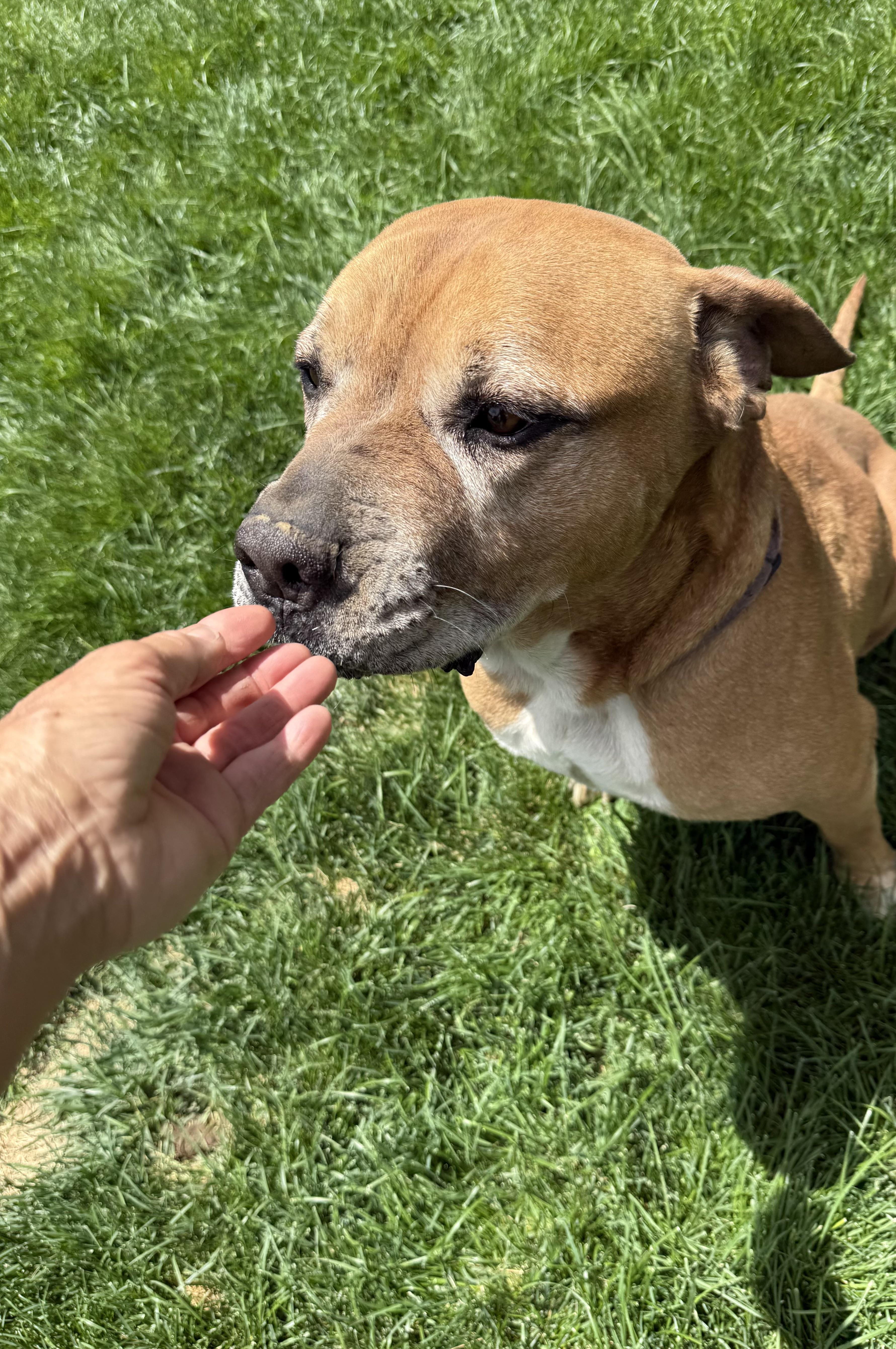Chunk, an adoptable Mastiff in Redmond, OR, 97756 | Photo Image 5