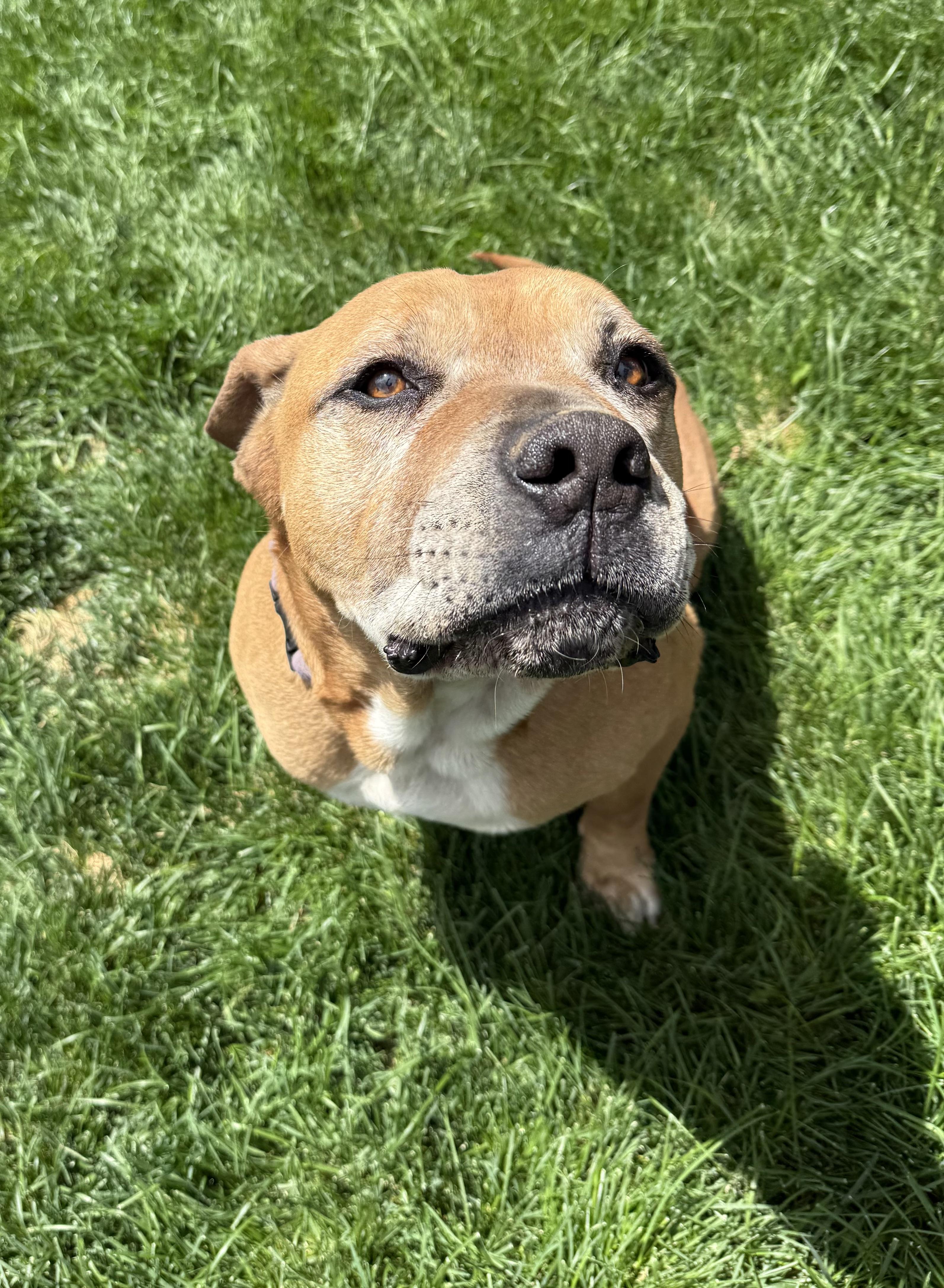 Chunk, an adoptable Mastiff in Redmond, OR, 97756 | Photo Image 6