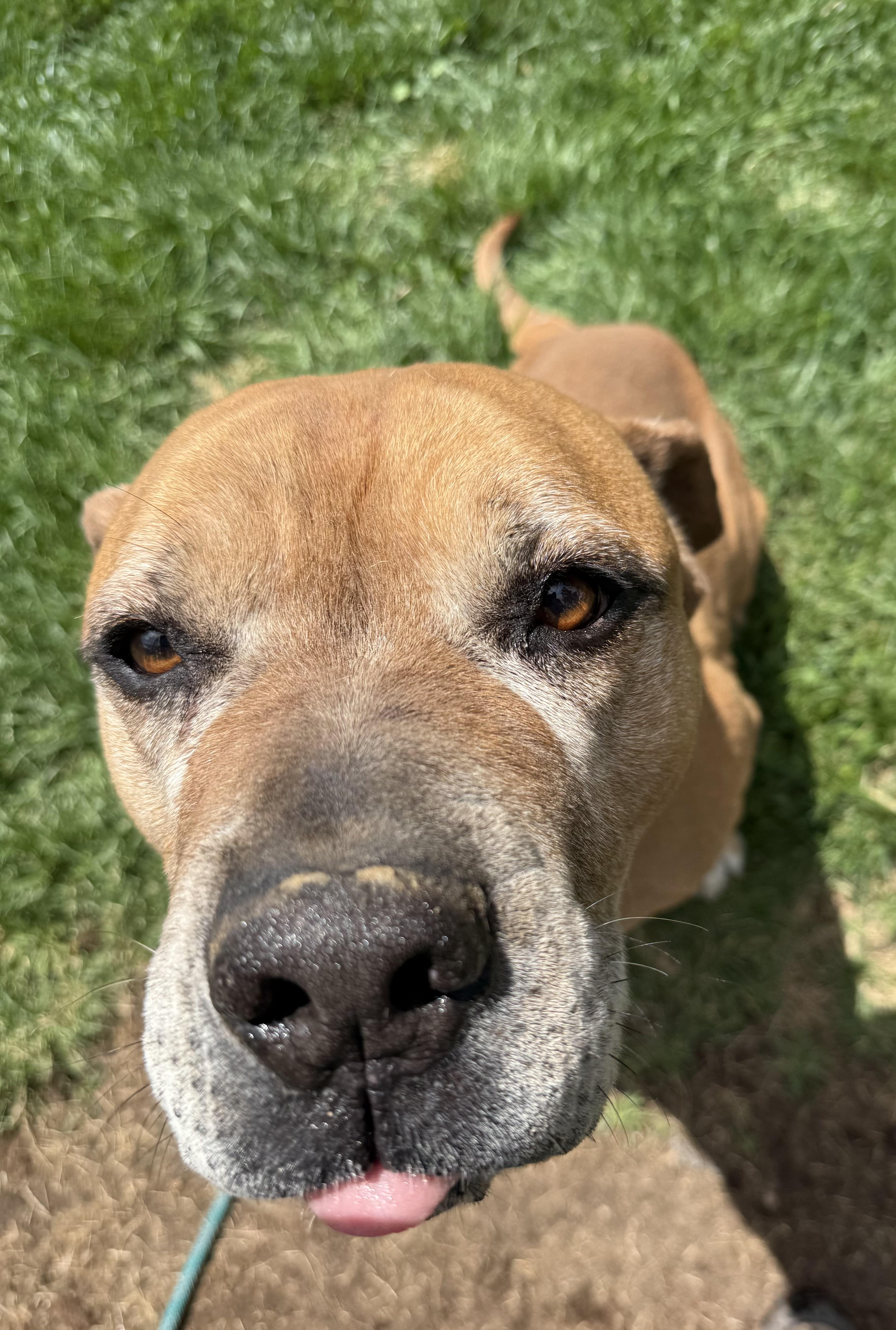 Chunk, an adoptable Mastiff in Redmond, OR, 97756 | Photo Image 2