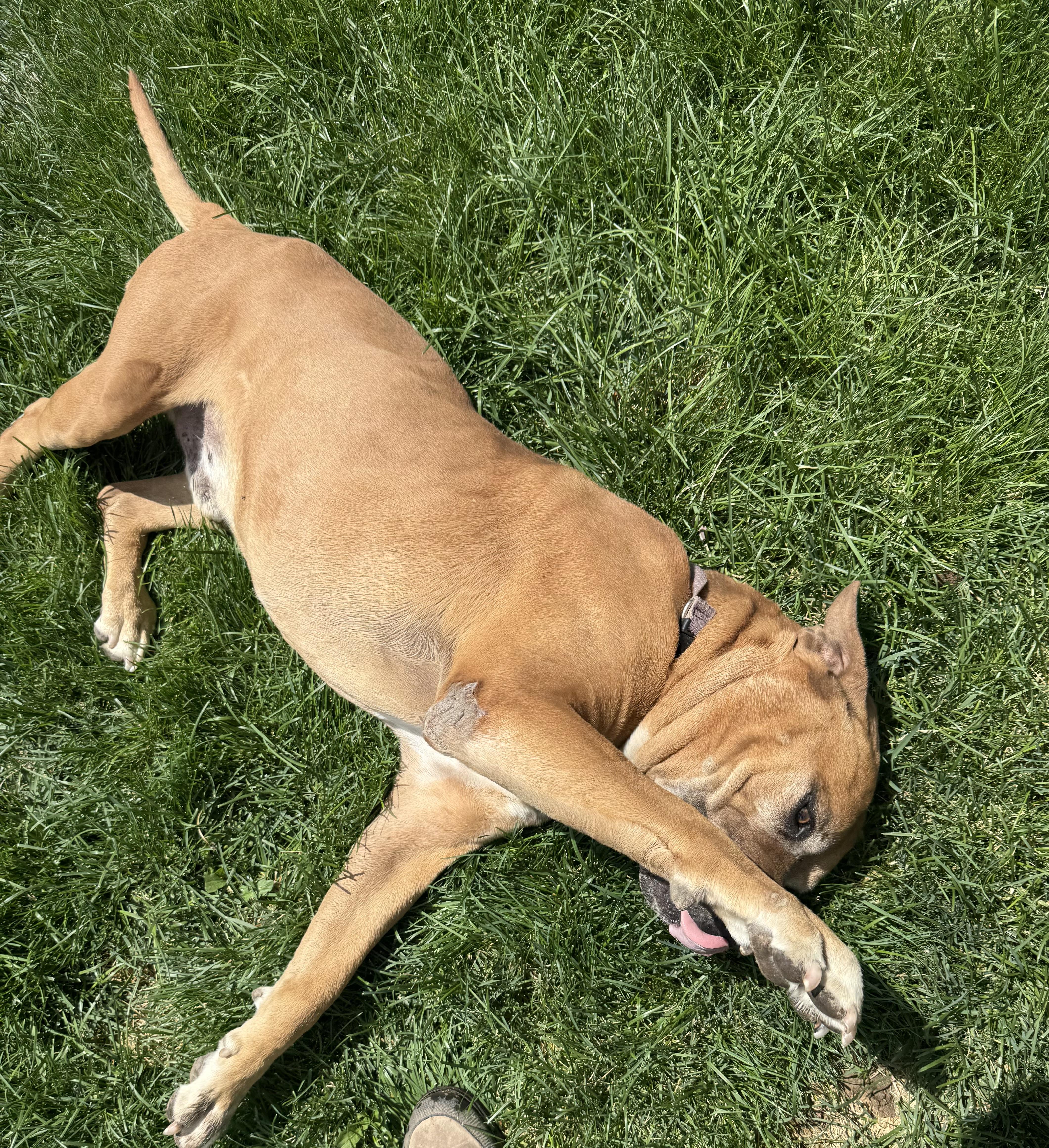 Chunk, an adoptable Mastiff in Redmond, OR, 97756 | Photo Image 4