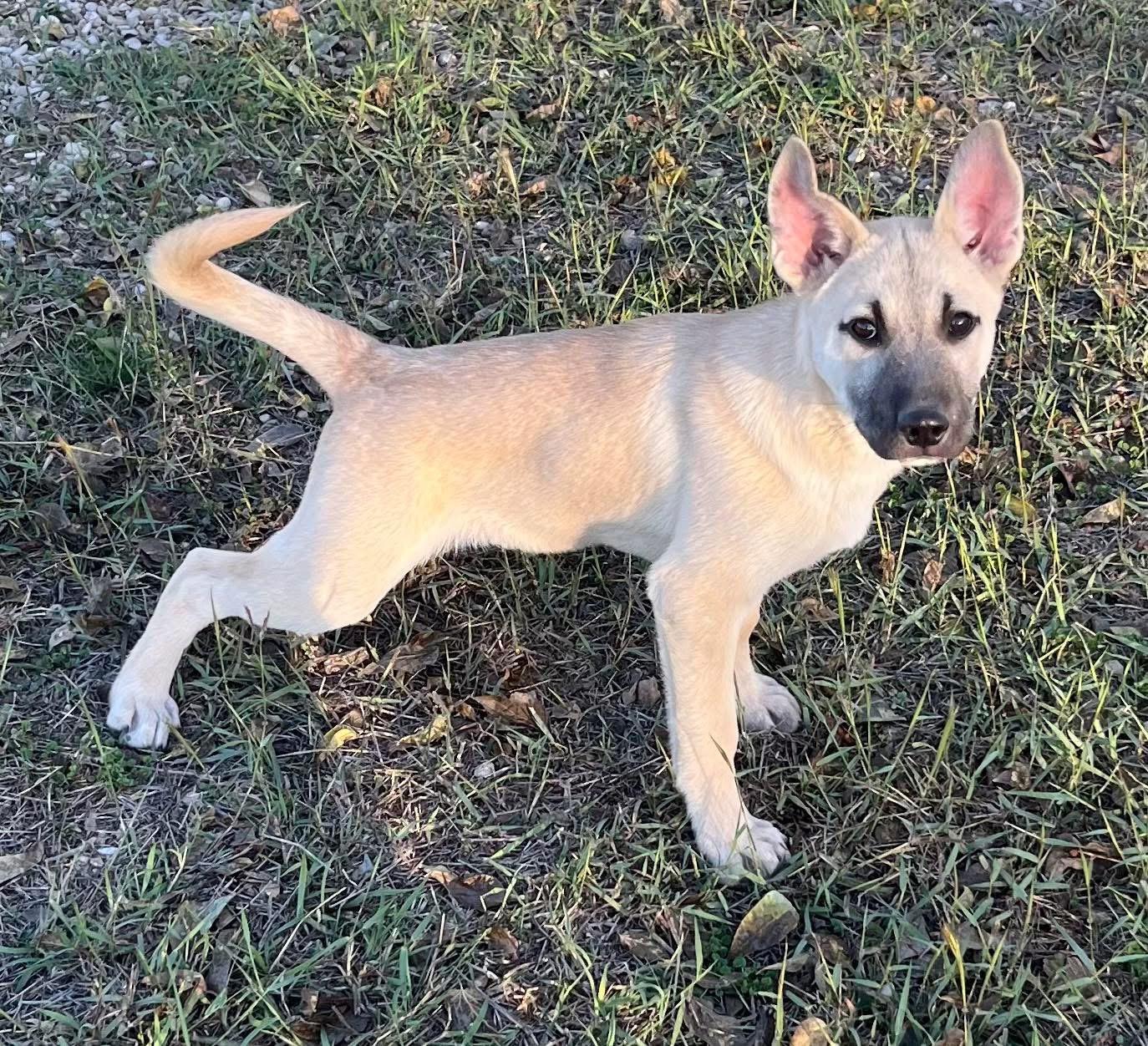 Enlarge Hansel, an adopted mixed breed in Elkhorn, WI image 3/4