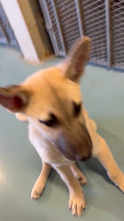 Enlarge Hansel, an adopted mixed breed in Elkhorn, WI video 4/4