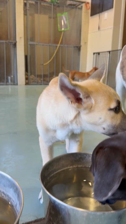 Enlarge Hansel, an adopted mixed breed in Elkhorn, WI video 2/4