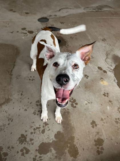 Gwendolyn, Adoptable, Young Female Mixed Breed & Mixed Breed.