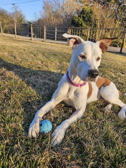 Gwendolyn, a Adoptable mixed breed in Knoxville, TN image 3/3