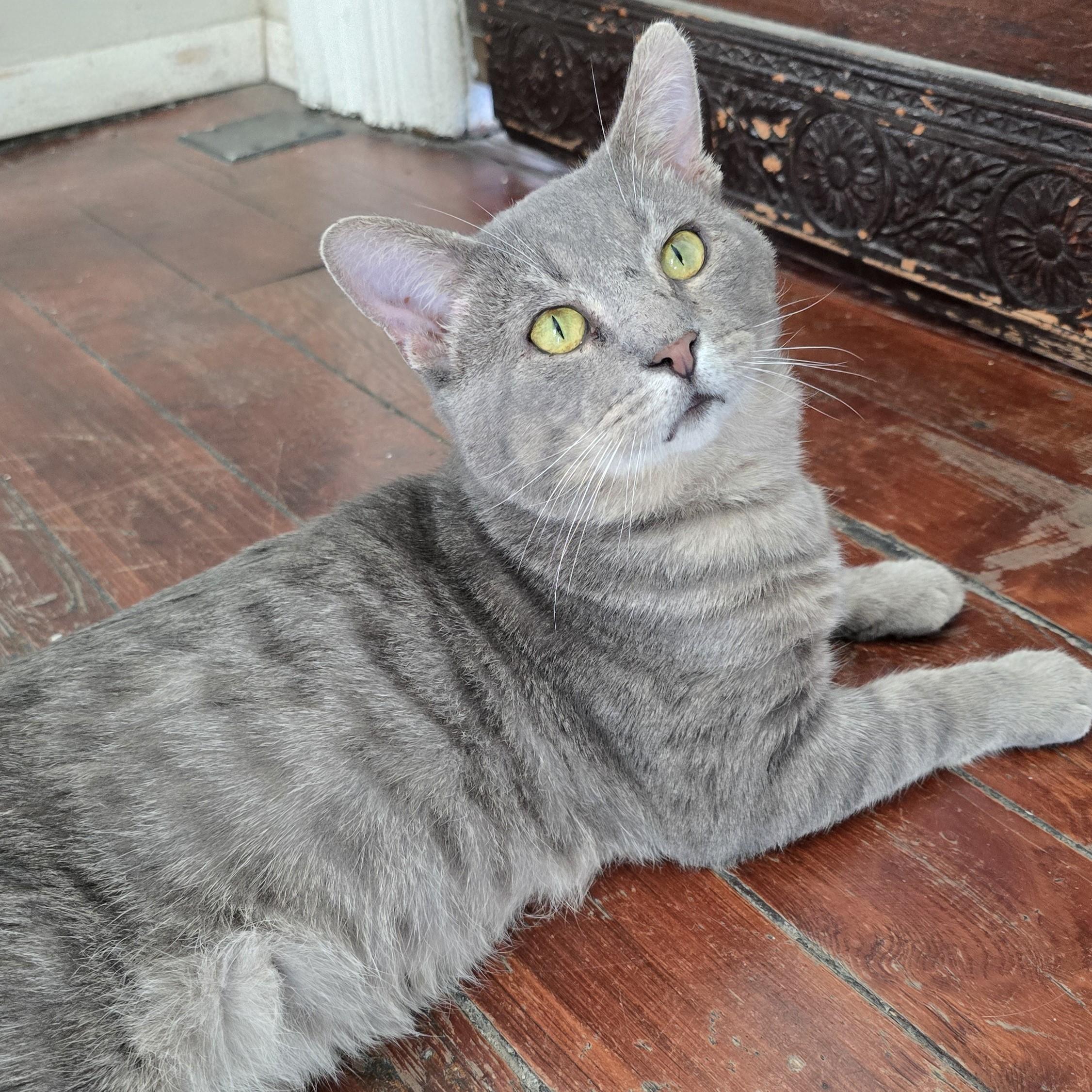 Roger, a Adoptable Domestic Short Hair in Nashville, TN image 4/6