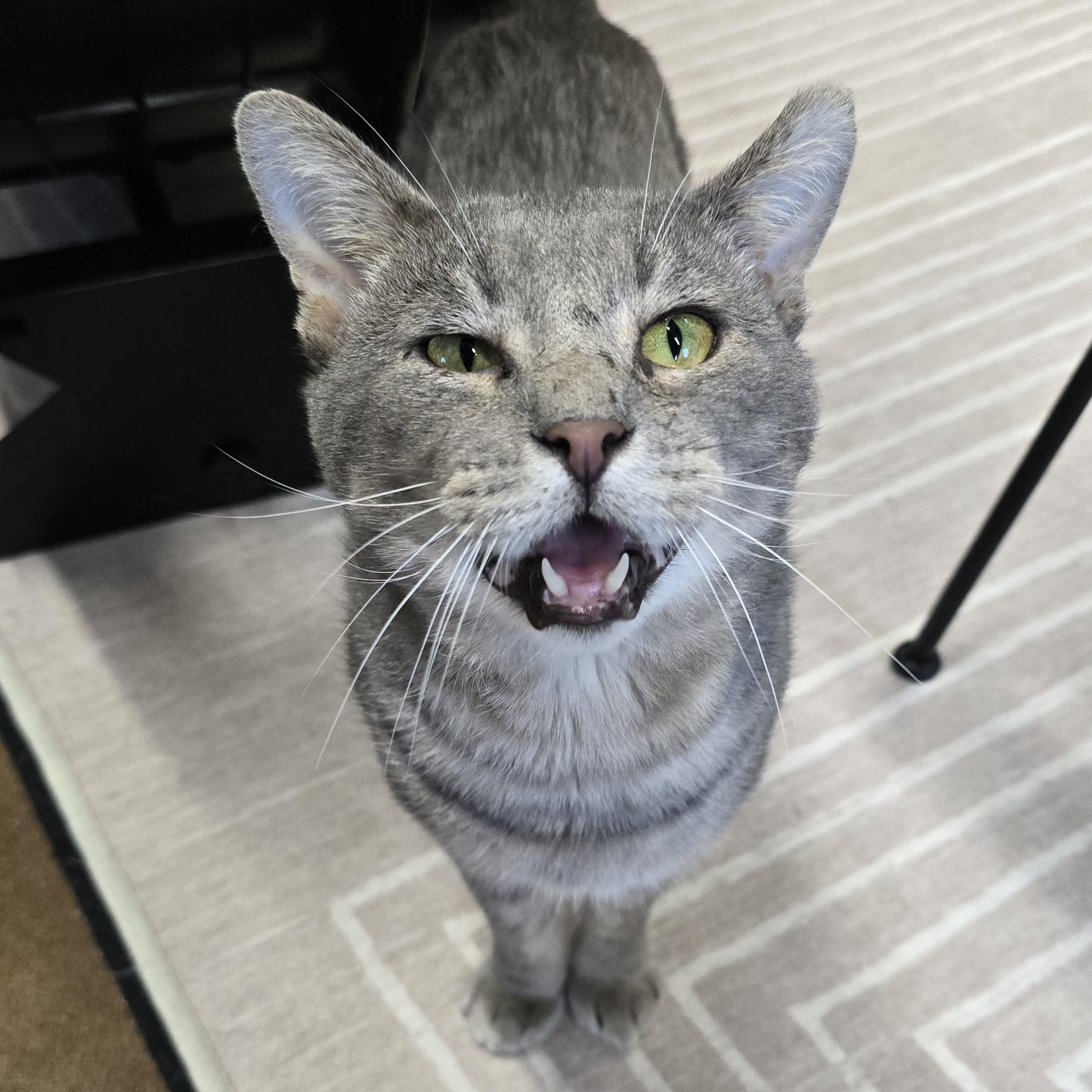 Roger, a Adoptable Domestic Short Hair in Nashville, TN image 5/6