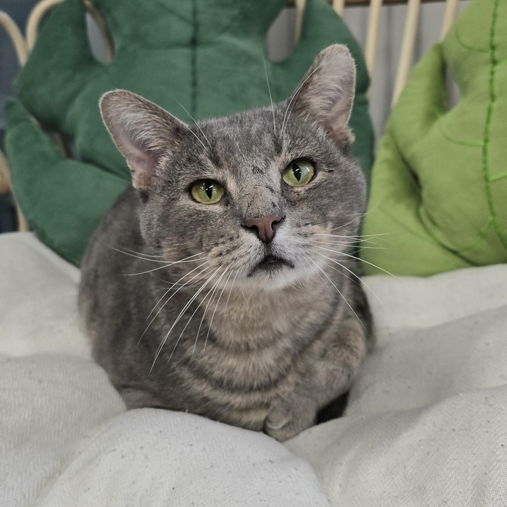 Roger, a Adoptable Domestic Short Hair in Nashville, TN image 1/6