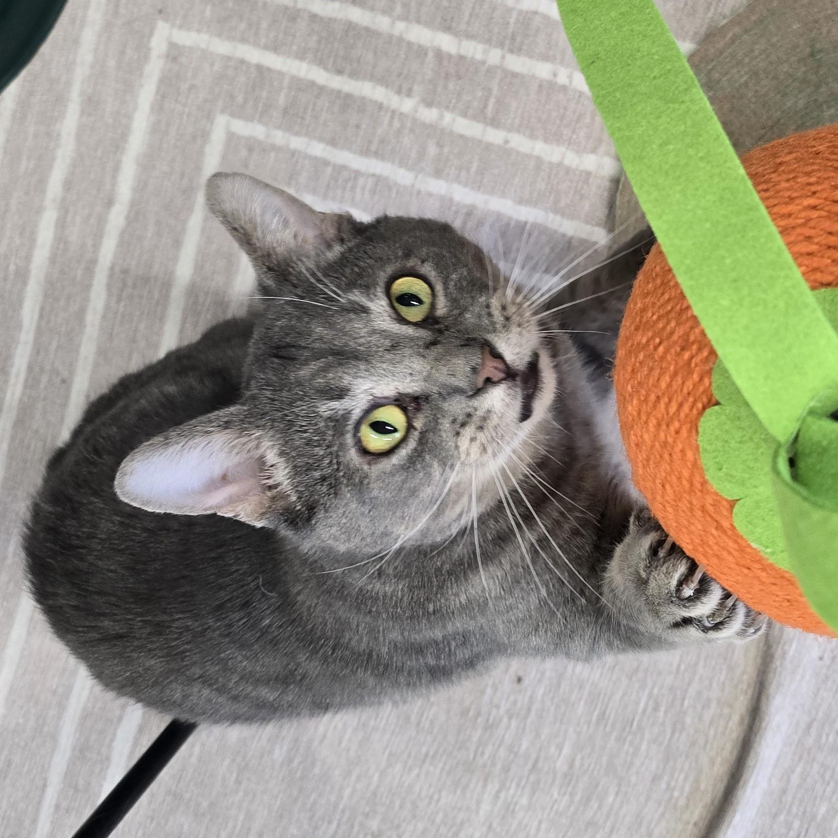 Roger, a Adoptable Domestic Short Hair in Nashville, TN image 3/6