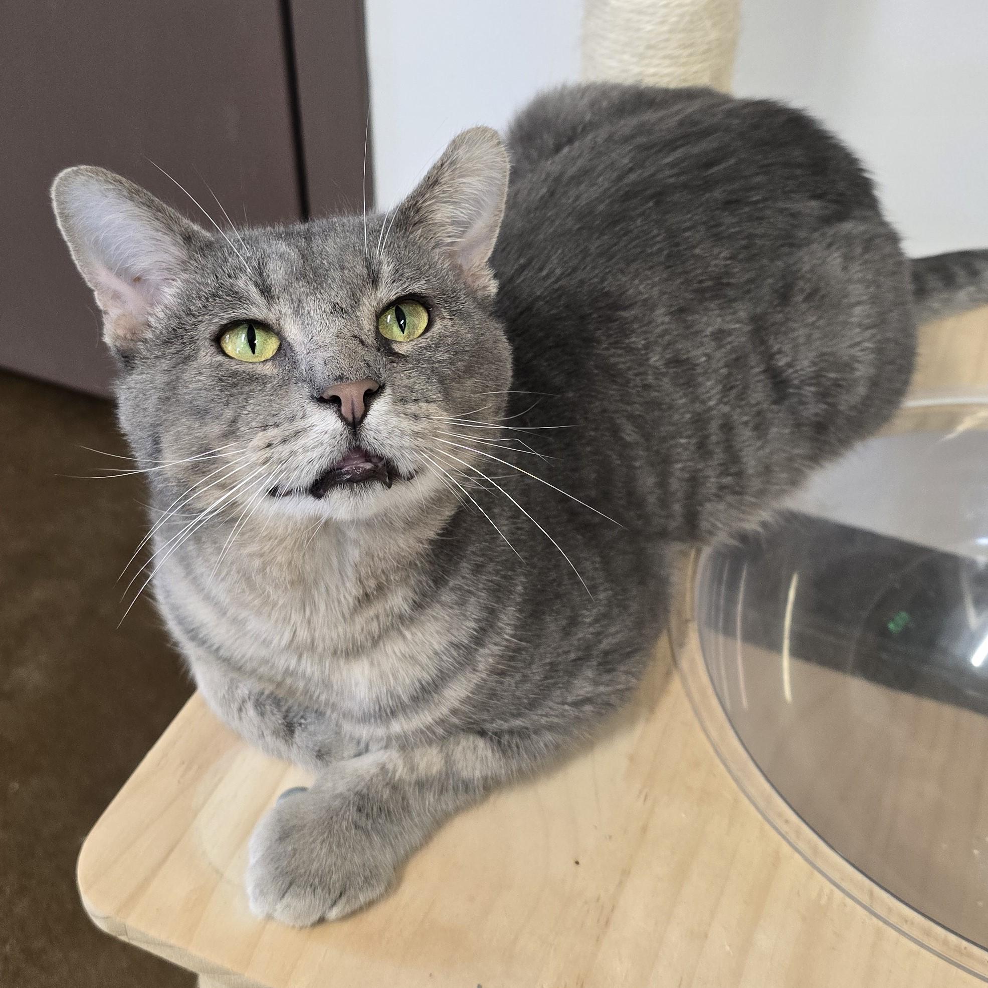 Roger, a Adoptable Domestic Short Hair in Nashville, TN image 2/6