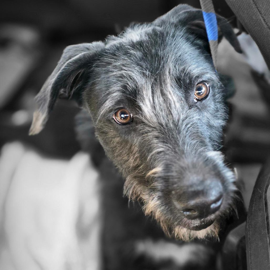 Enlarge Otis, a Adoptable mixed breed in Goltry, OK image 1/6