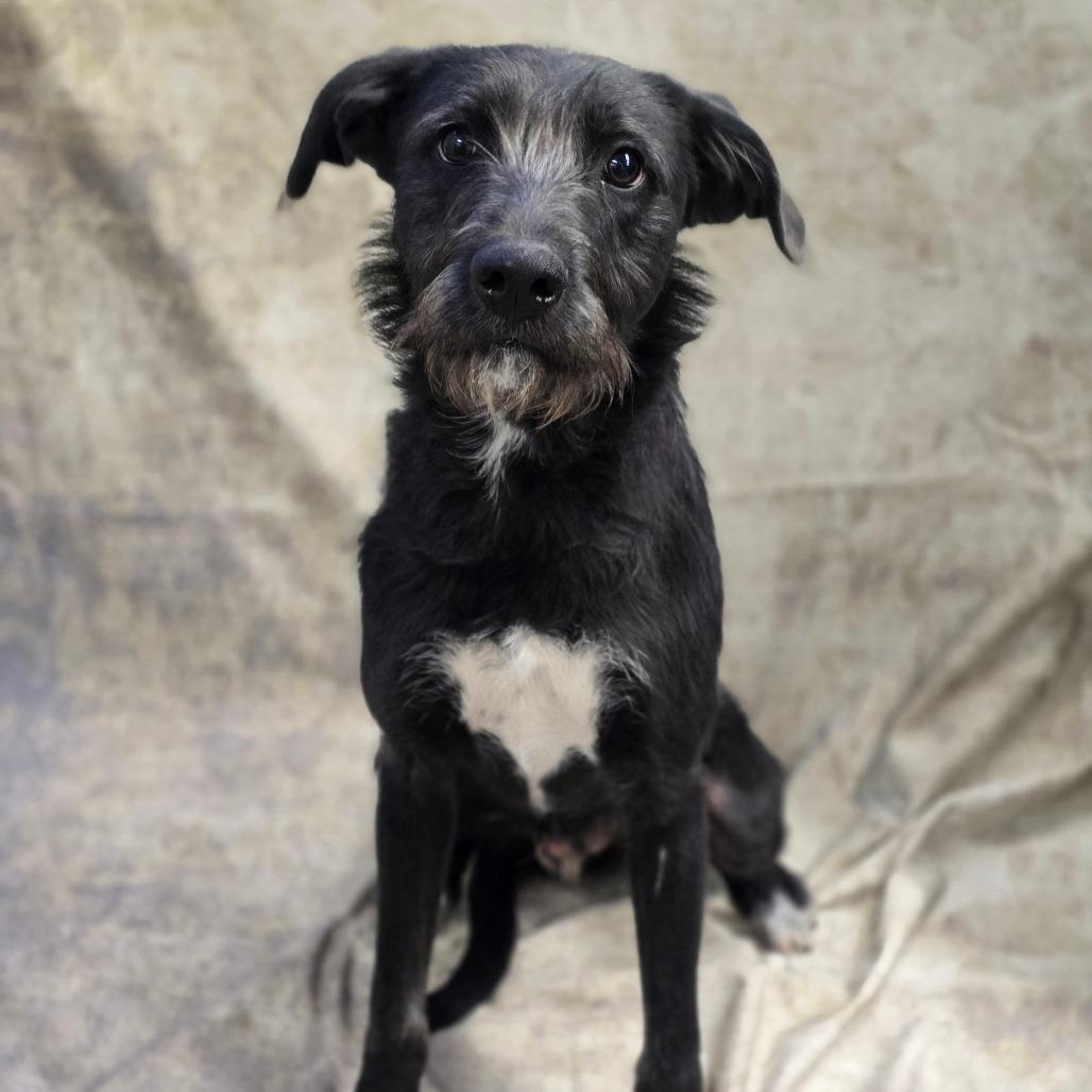 Enlarge Otis, a Adoptable mixed breed in Goltry, OK image 3/6