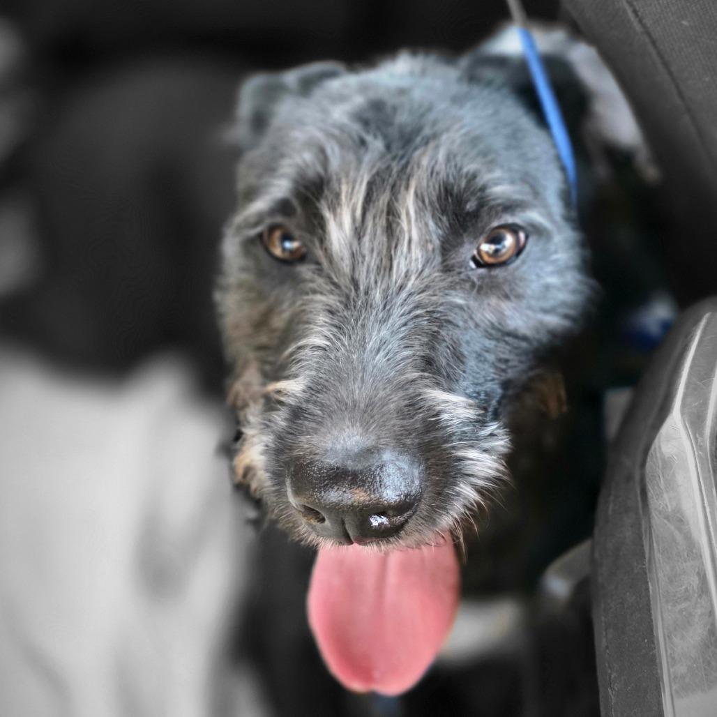 Enlarge Otis, a Adoptable mixed breed in Goltry, OK image 4/6