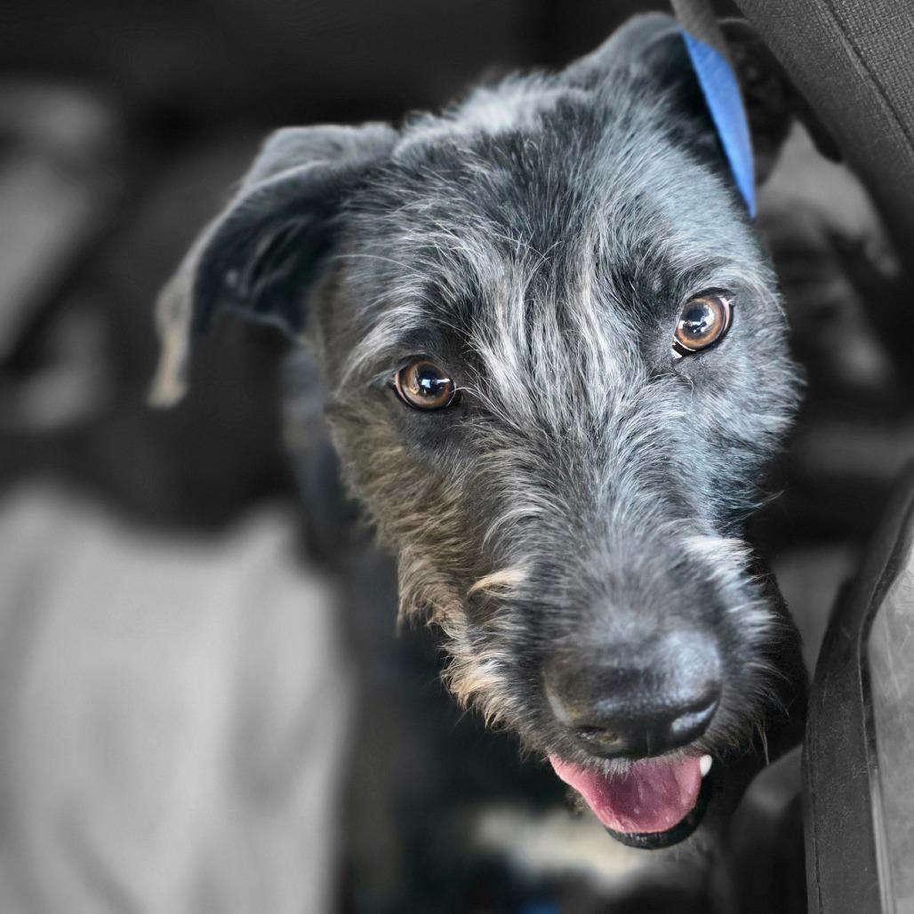 Enlarge Otis, a Adoptable mixed breed in Goltry, OK image 5/6