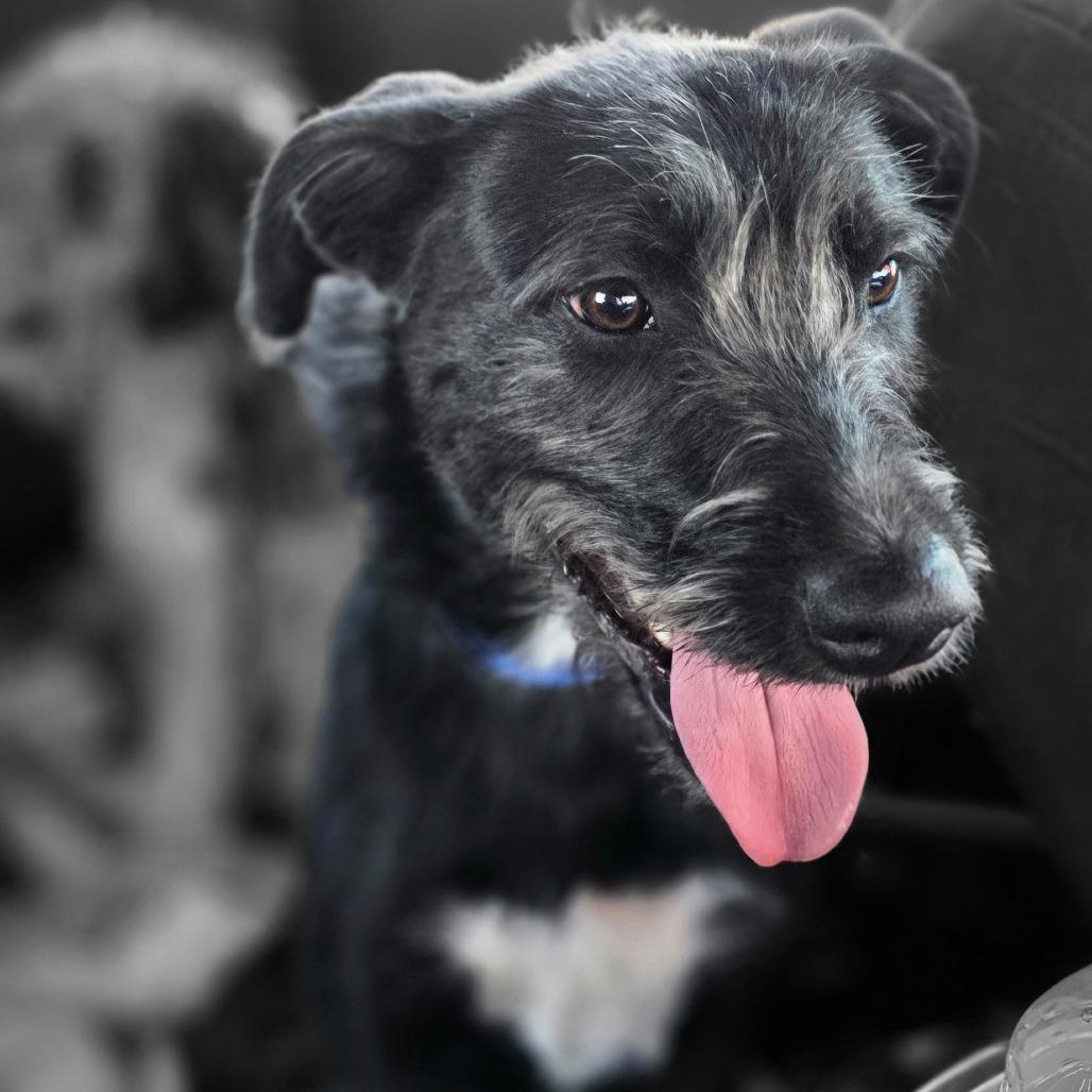 Enlarge Otis, a Adoptable mixed breed in Goltry, OK image 6/6