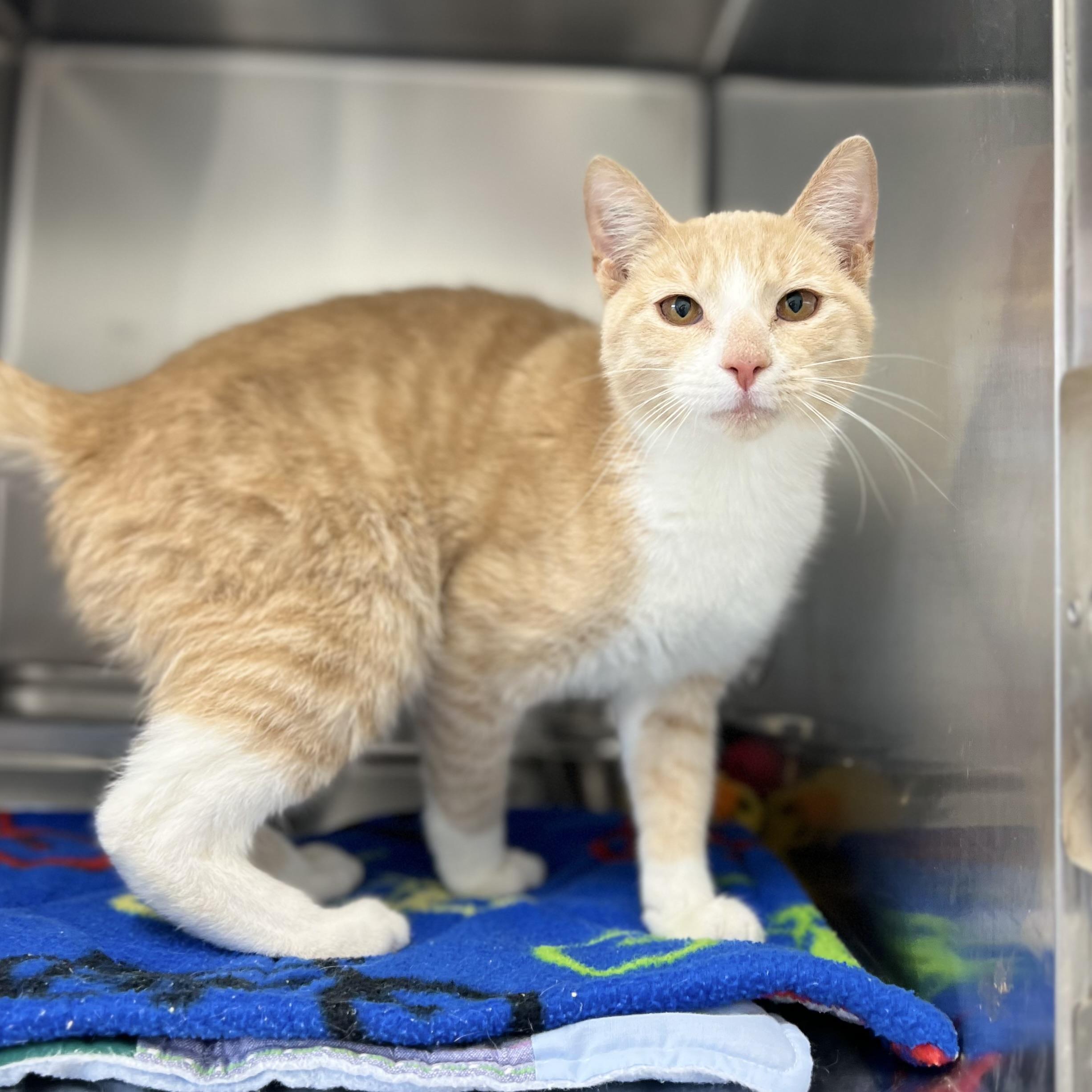 Enlarge Berlioz, an adopted Domestic Short Hair in St Stephen, NB image 1/1