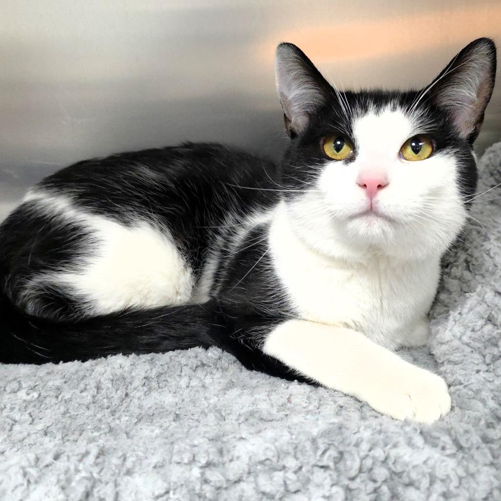 Enlarge Steve, a Adoptable Domestic Short Hair in Michigan City, IN image 1/5