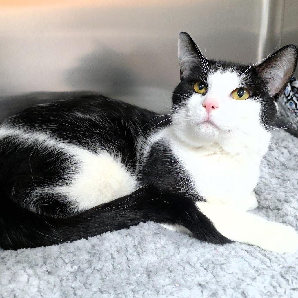 Enlarge Steve, a Adoptable Domestic Short Hair in Michigan City, IN image 2/5