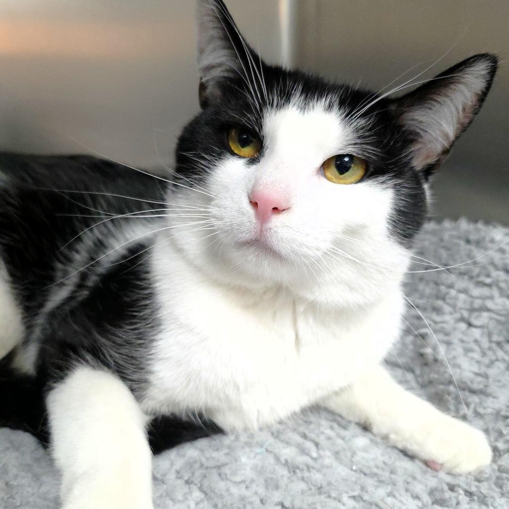 Enlarge Steve, a Adoptable Domestic Short Hair in Michigan City, IN image 3/5