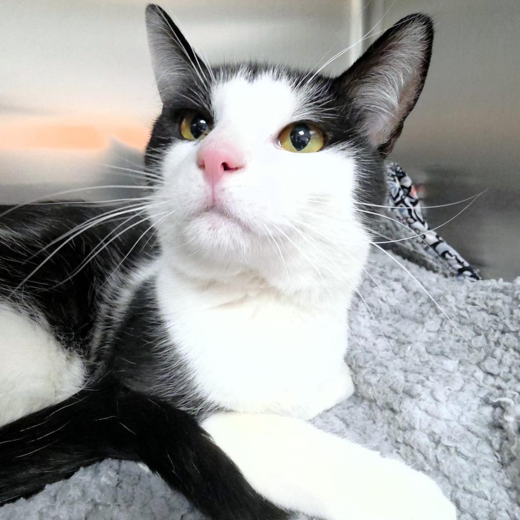 Enlarge Steve, a Adoptable Domestic Short Hair in Michigan City, IN image 4/5