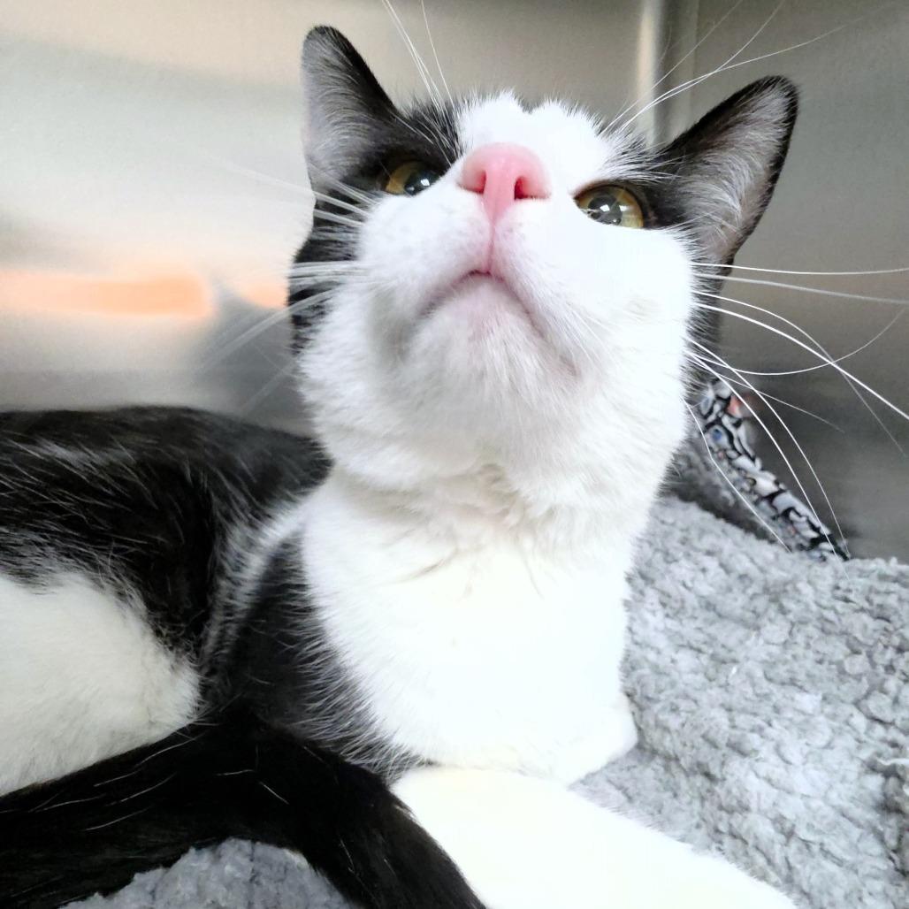 Enlarge Steve, a Adoptable Domestic Short Hair in Michigan City, IN image 5/5