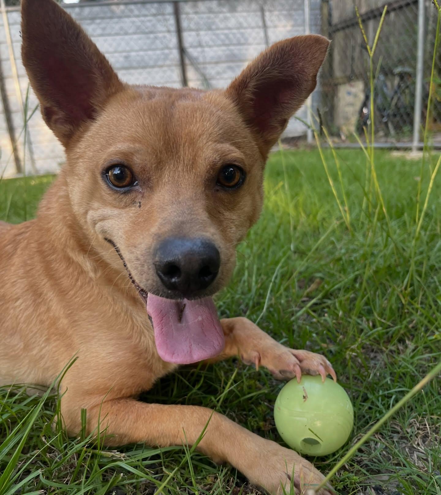 Chili, Adoptable, Adult Male Chihuahua.