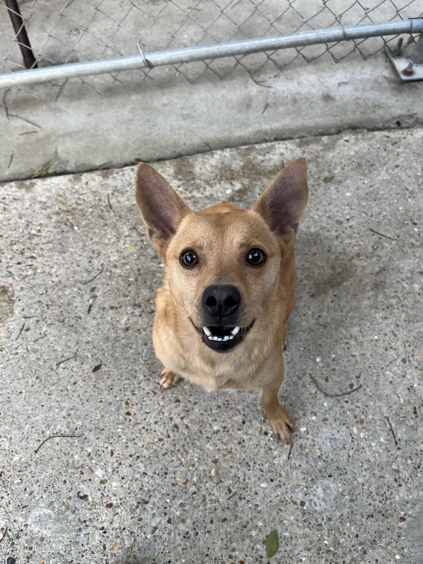 Chili, a ADOPTABLE mixed breed in Baton Rouge, LA image 1/2
