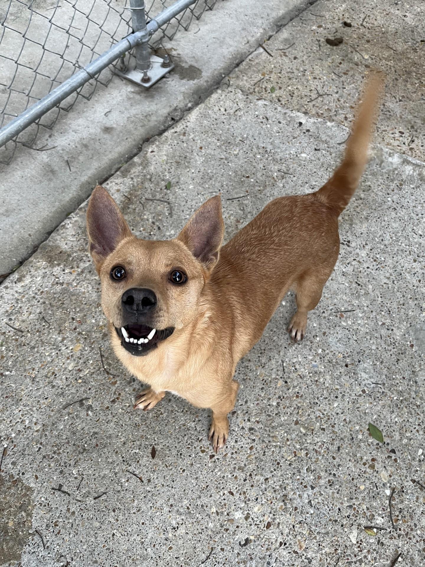 Chili, a ADOPTABLE mixed breed in Baton Rouge, LA image 2/2