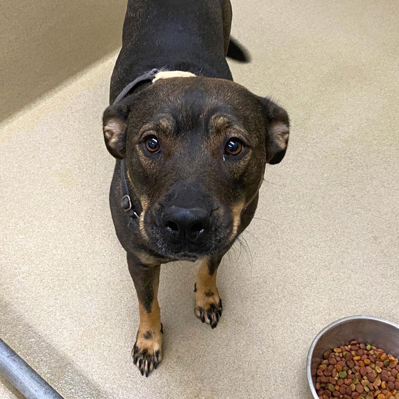 Rose, ADOPTABLE, Adult Female Shepherd & Pit Bull Terrier.