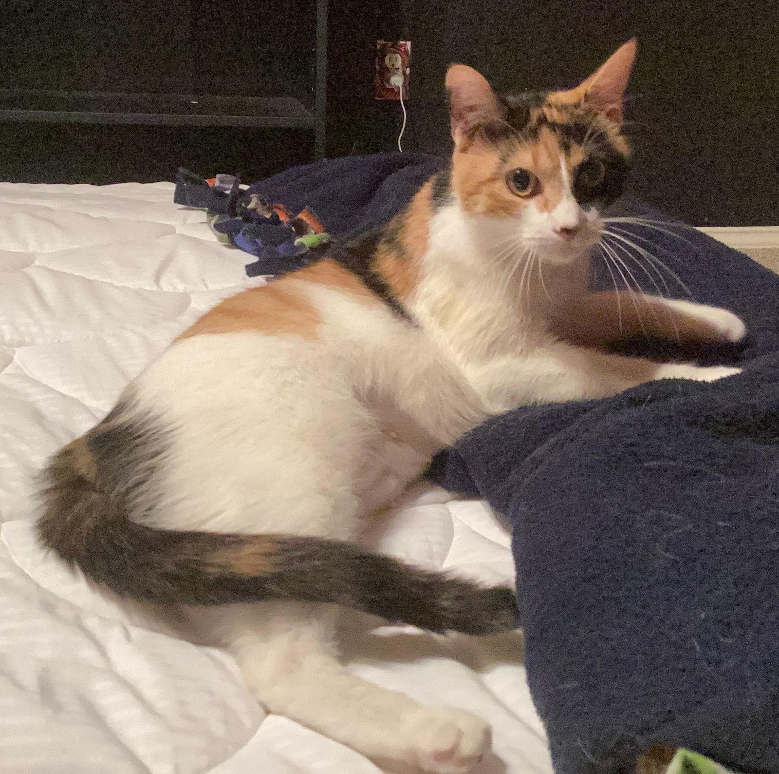 Enlarge Mercy, a Adopted Domestic Short Hair in Rowlett, TX image 2/2