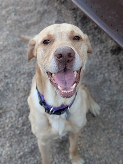 Enlarge BERNIE, a Adoptable Labrador Retriever in Brighton, CO image 1/1