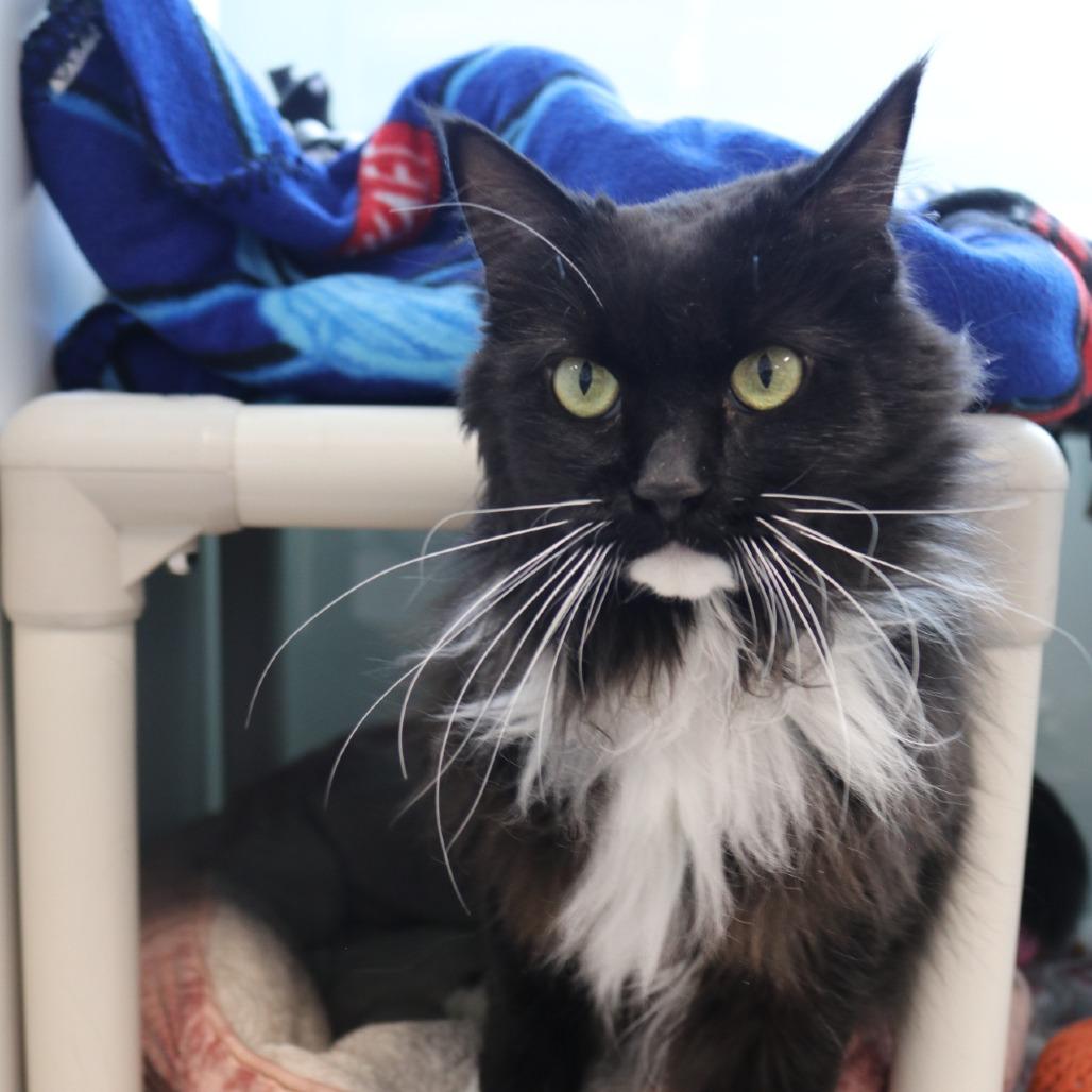 Ivie, Adoptable, Adult Female Domestic Long Hair.