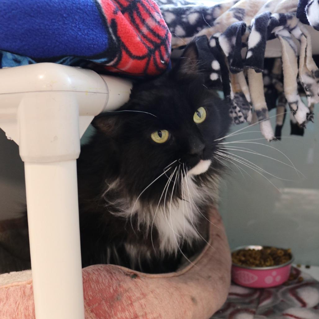 Enlarge Ivie, a Adoptable Domestic Long Hair in Saint Cloud, MN image 2/6