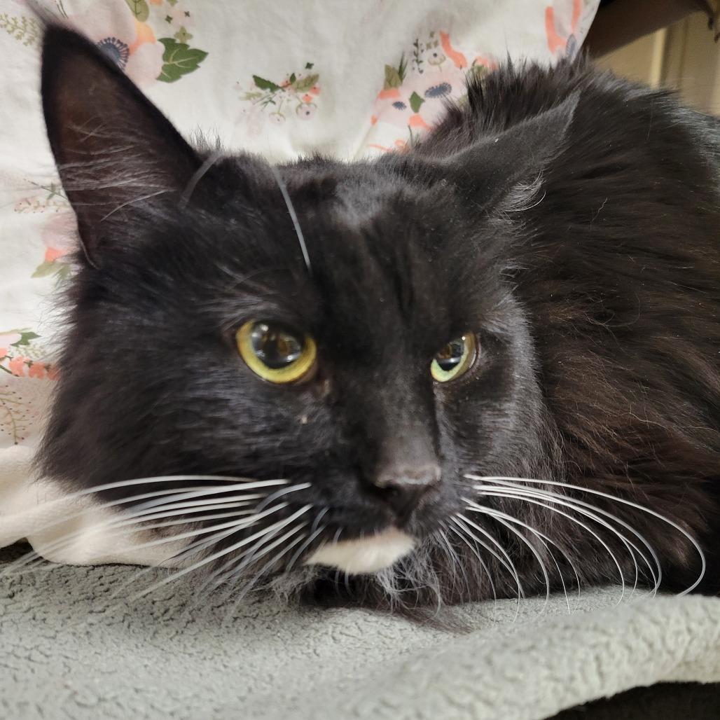 Enlarge Ivie, a Adoptable Domestic Long Hair in Saint Cloud, MN image 3/6