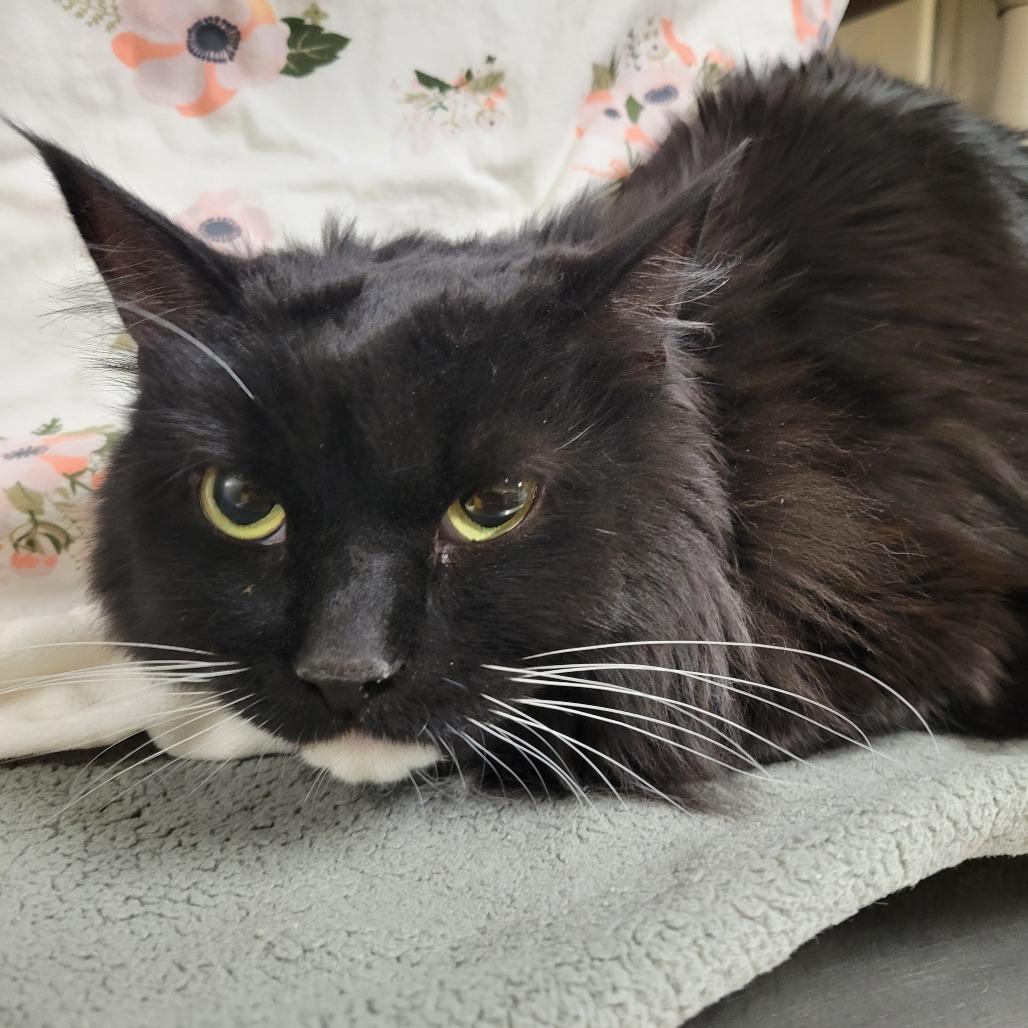 Enlarge Ivie, a Adoptable Domestic Long Hair in Saint Cloud, MN image 4/6