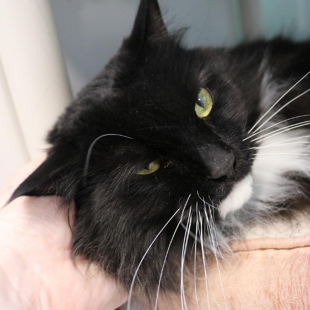 Enlarge Ivie, a Adoptable Domestic Long Hair in Saint Cloud, MN image 5/6