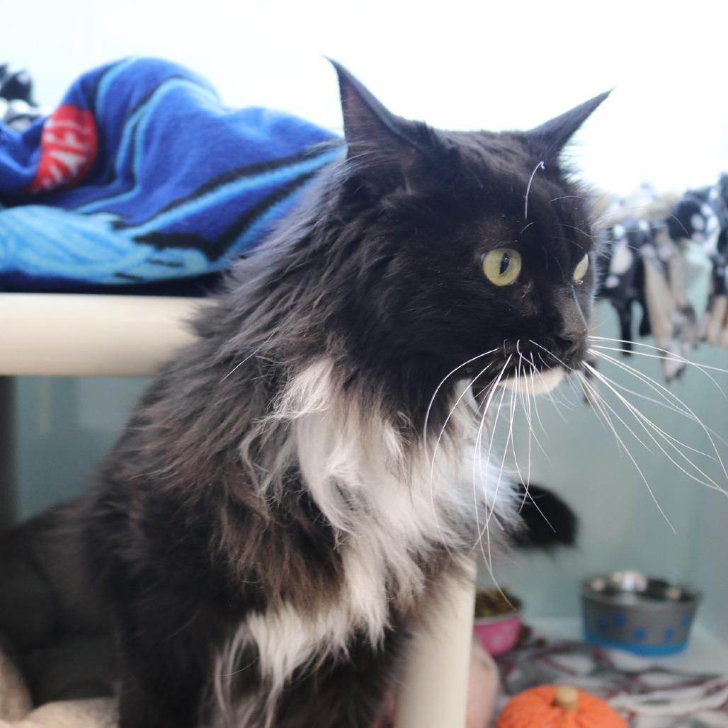 Enlarge Ivie, a Adoptable Domestic Long Hair in Saint Cloud, MN image 6/6