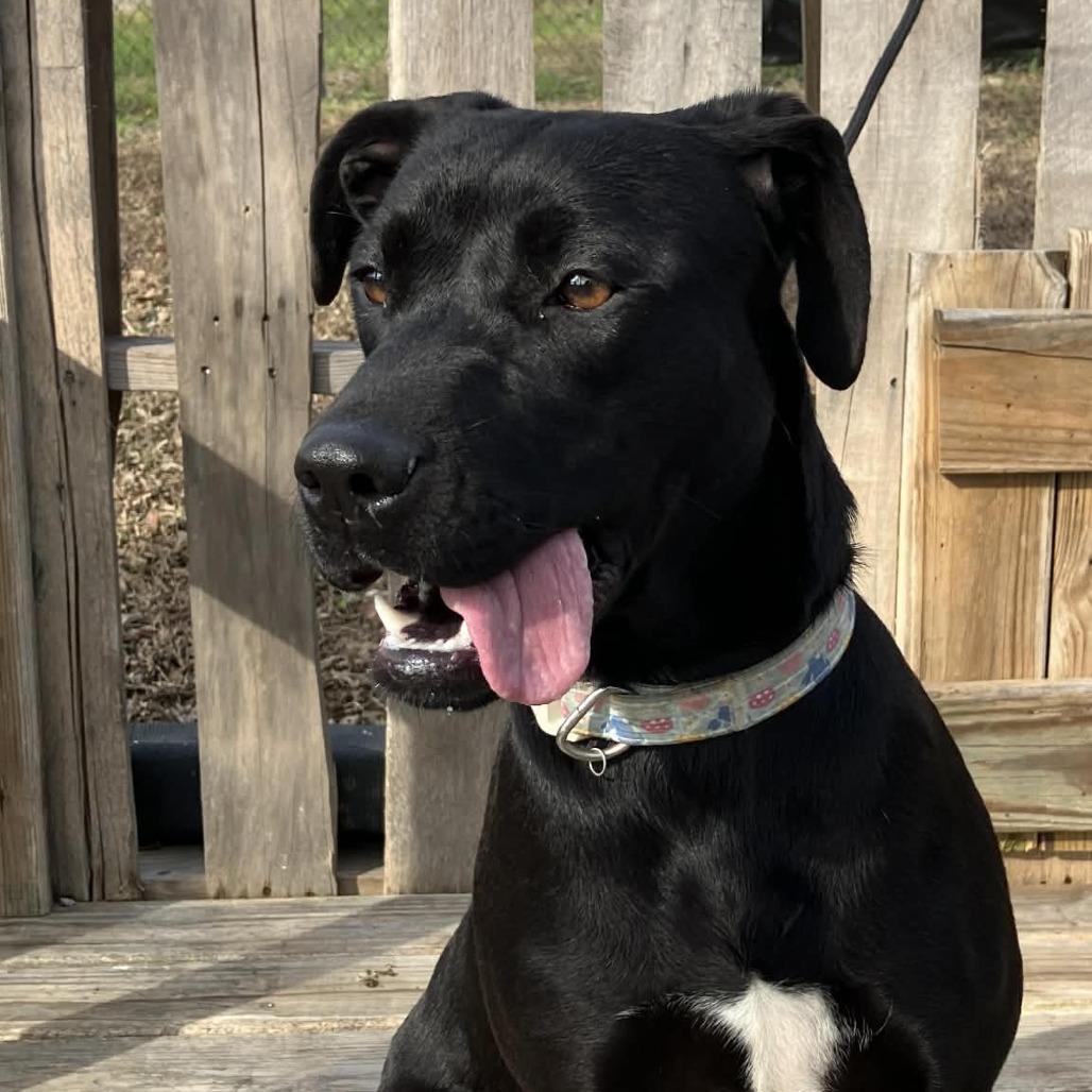 Enlarge Tweedle Dum, a Adoptable mixed breed in Pulaski, TN image 2/3